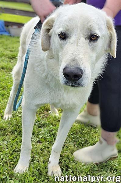 Enlarge Bentley in LA - Curliest Tail Award Winner!, a Adoptable mixed breed in Lake Charles, LA image 2/4