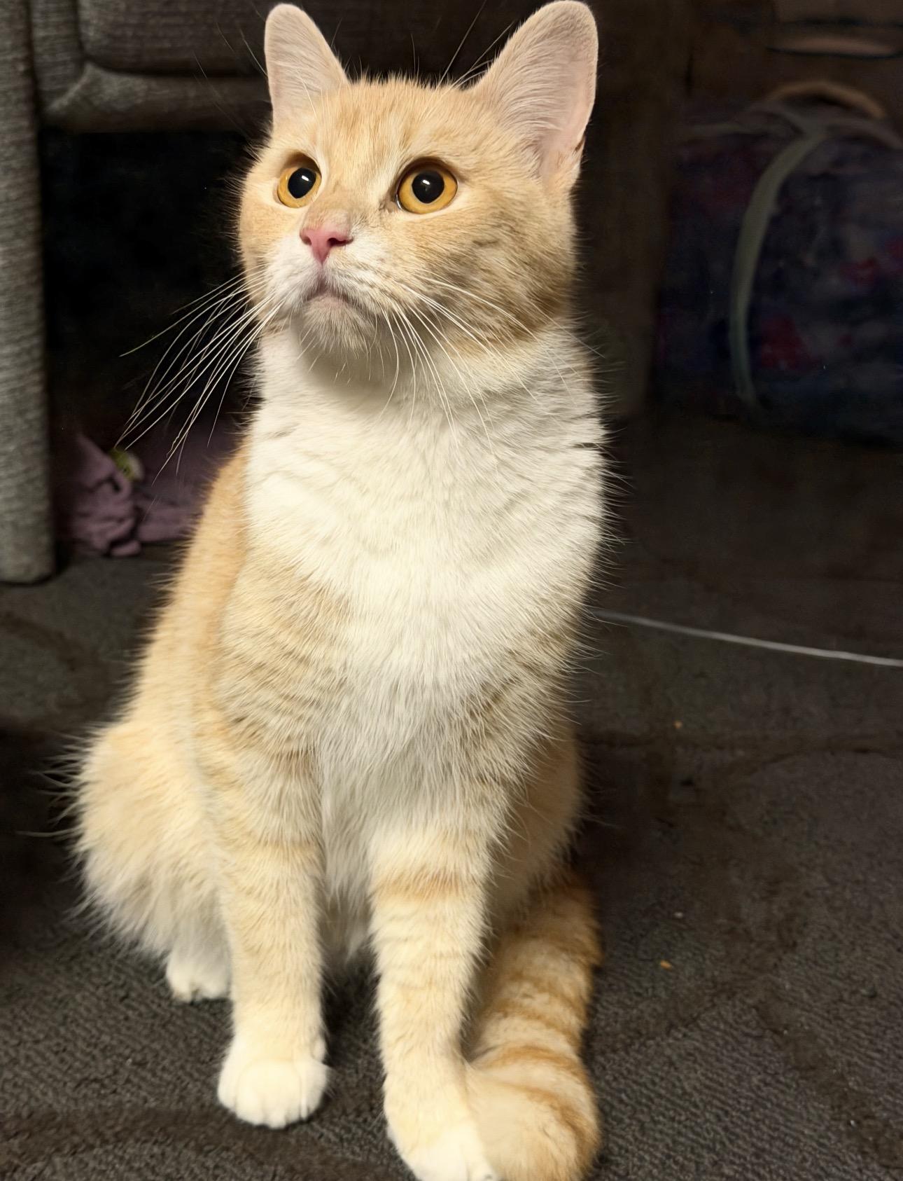Enlarge Pumpkin, a Adopted Domestic Medium Hair in Thomaston, CT image 2/6