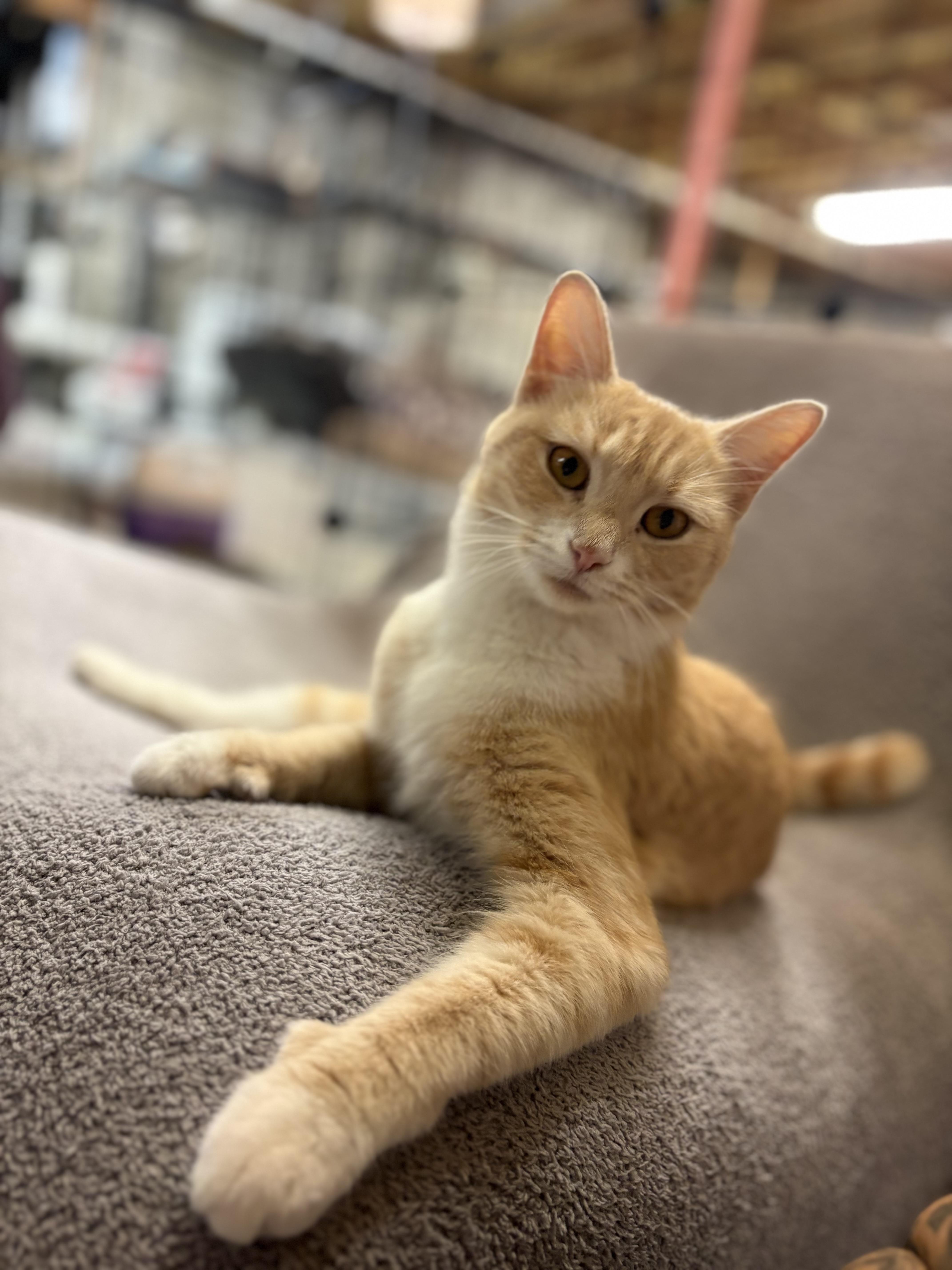 Pumpkin, Adopted, Adult Female Domestic Medium Hair.