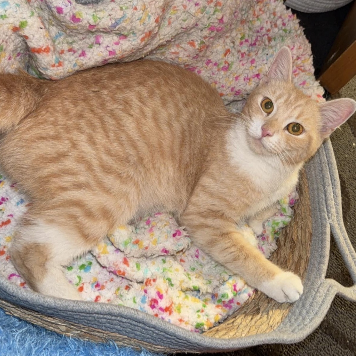 Enlarge Pumpkin, a Adopted Domestic Medium Hair in Thomaston, CT image 5/6