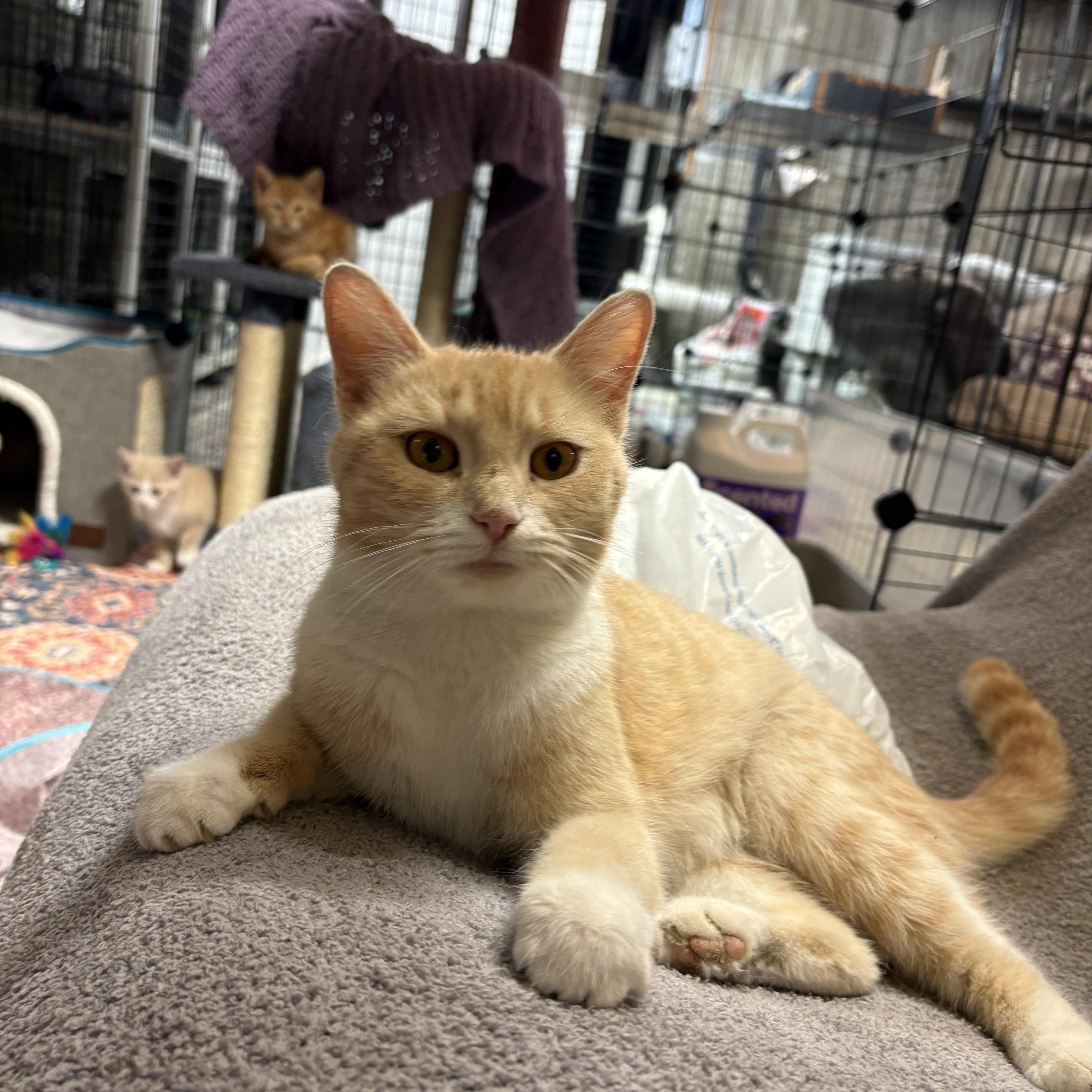 Enlarge Pumpkin, a Adopted Domestic Medium Hair in Thomaston, CT image 4/6
