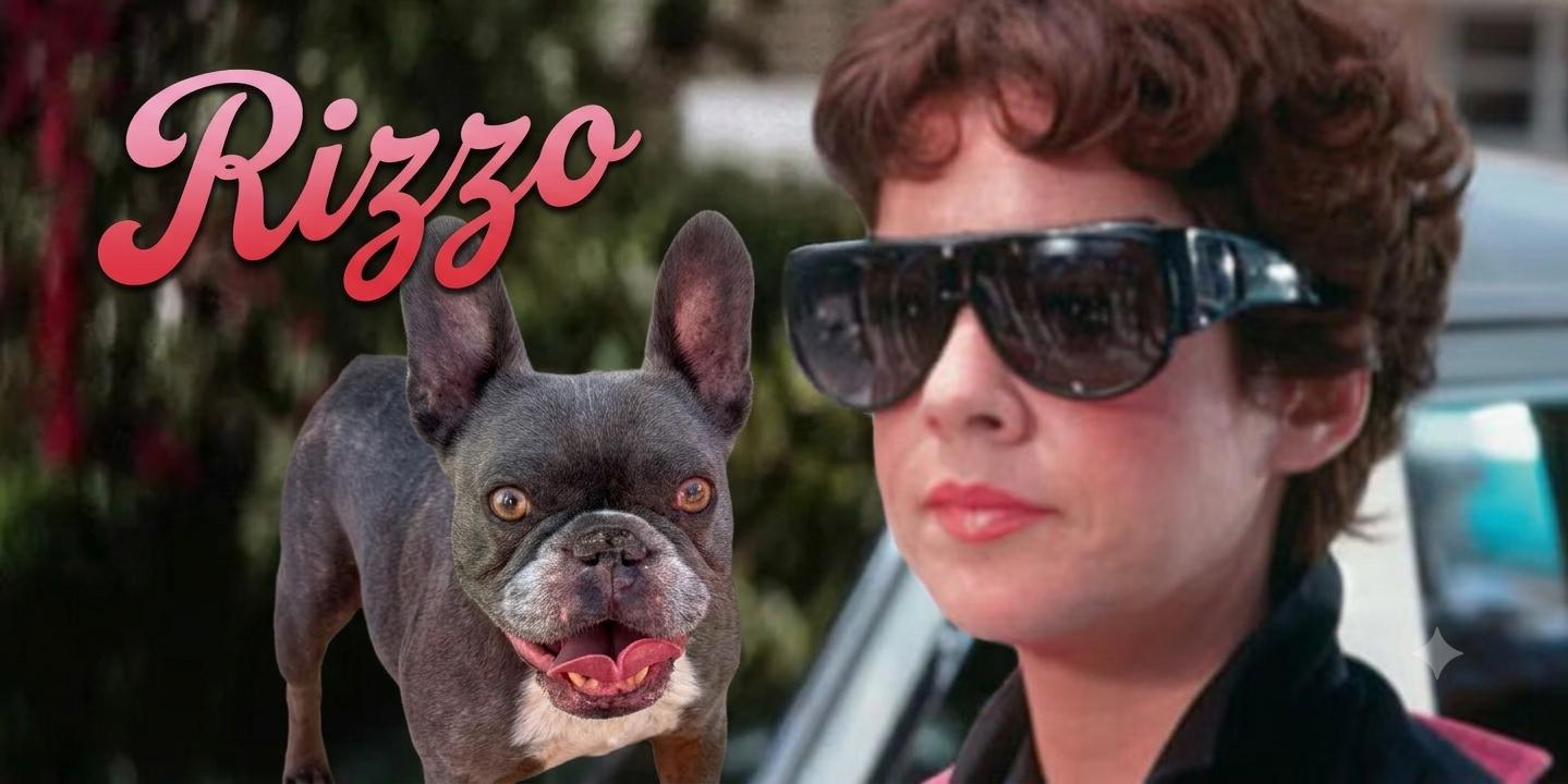 Enlarge Rizzo, a Adoptable French Bulldog in Dublin, CA image 4/4
