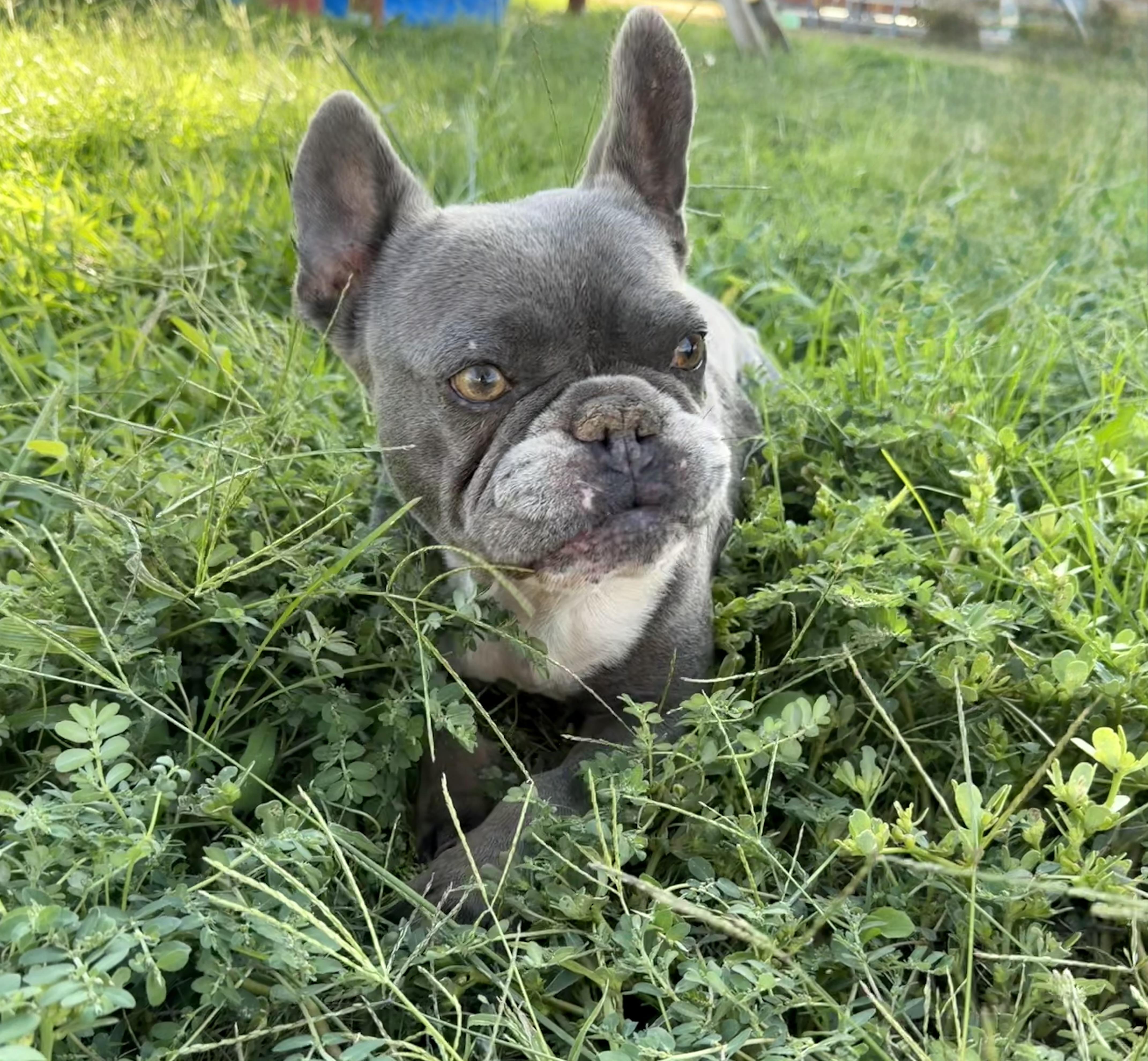 Rizzo, Adoptable, Adult Female French Bulldog.