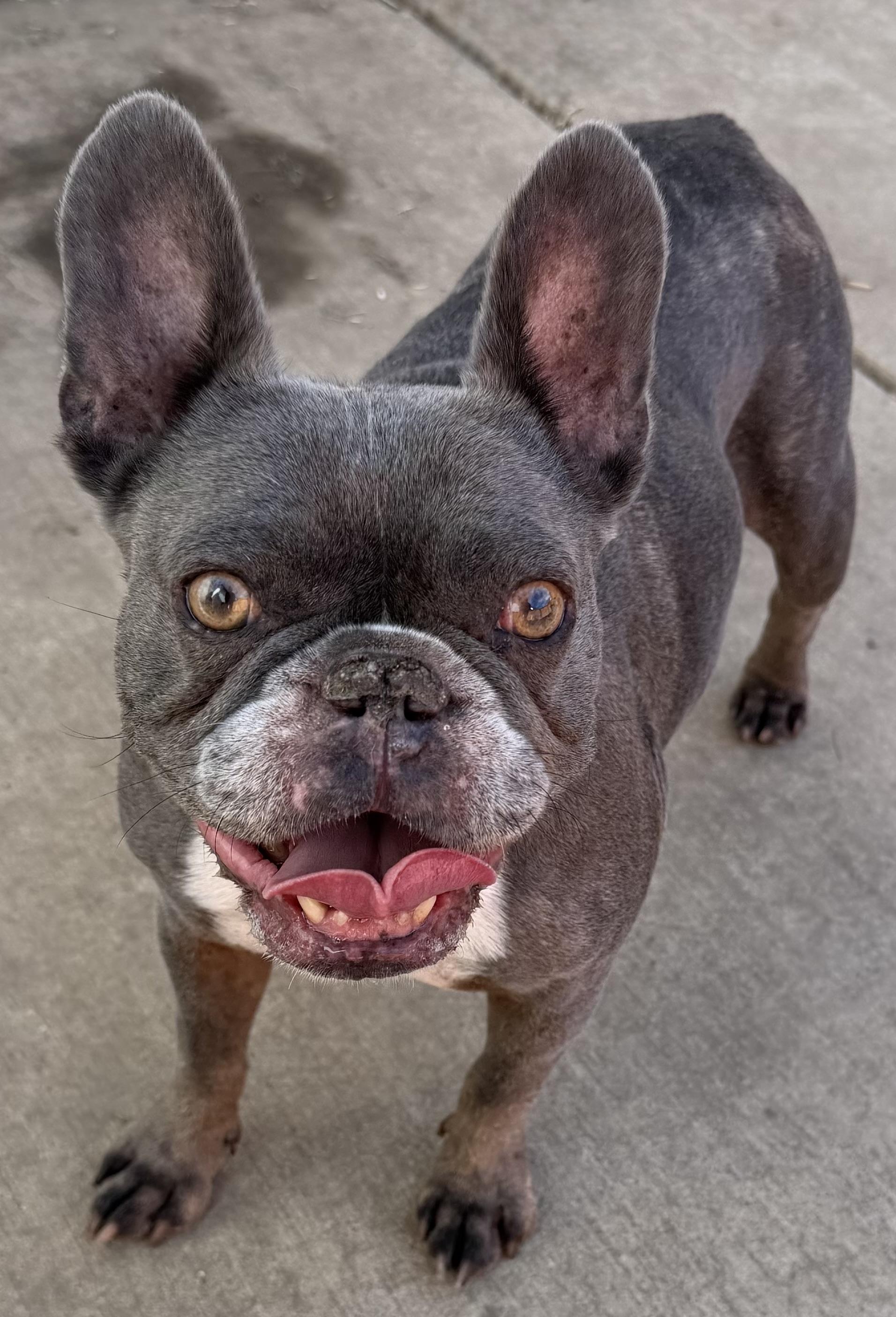 Enlarge Rizzo, a Adoptable French Bulldog in Dublin, CA image 2/4