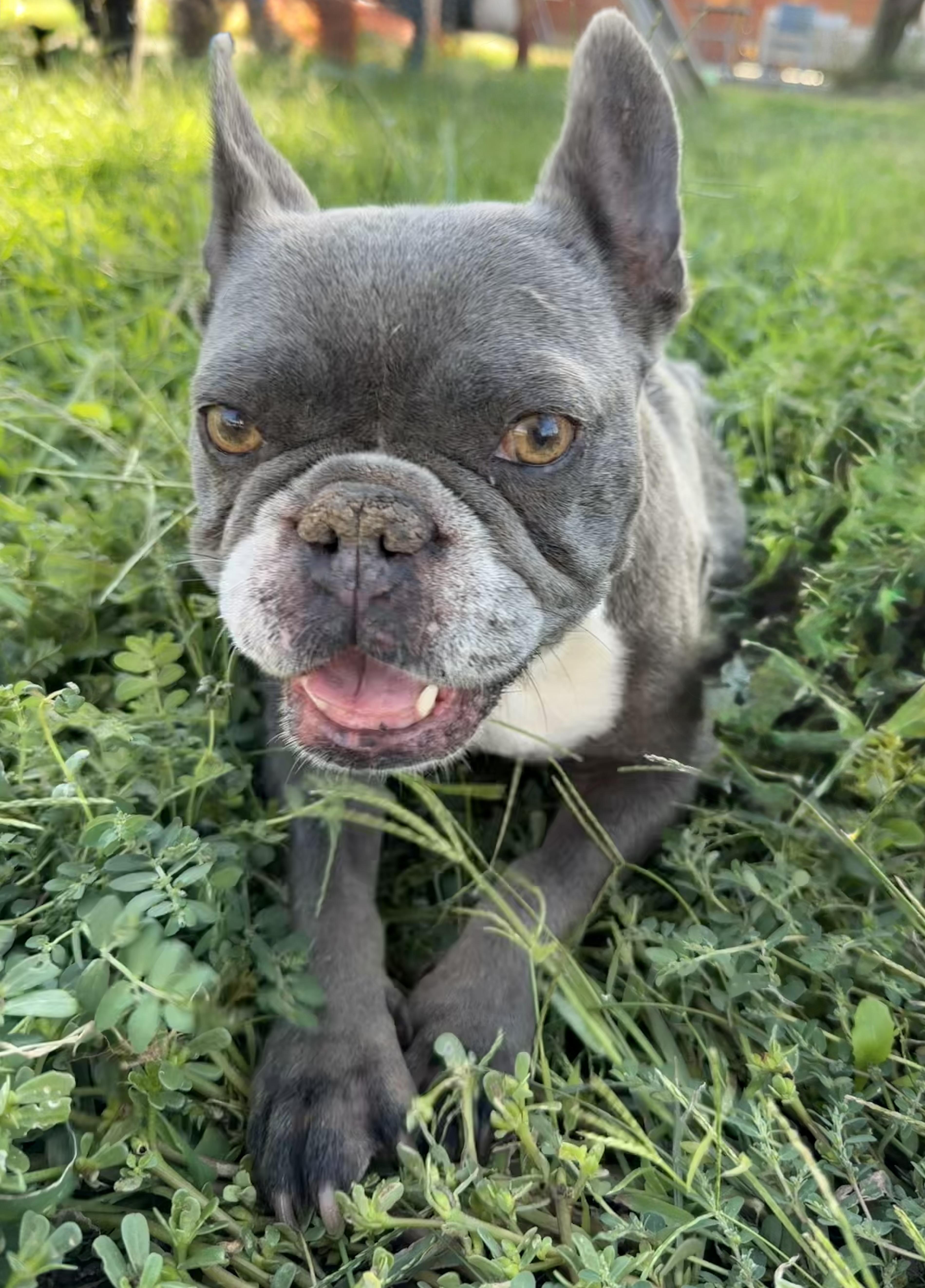 Enlarge Rizzo, a Adoptable French Bulldog in Dublin, CA image 3/4