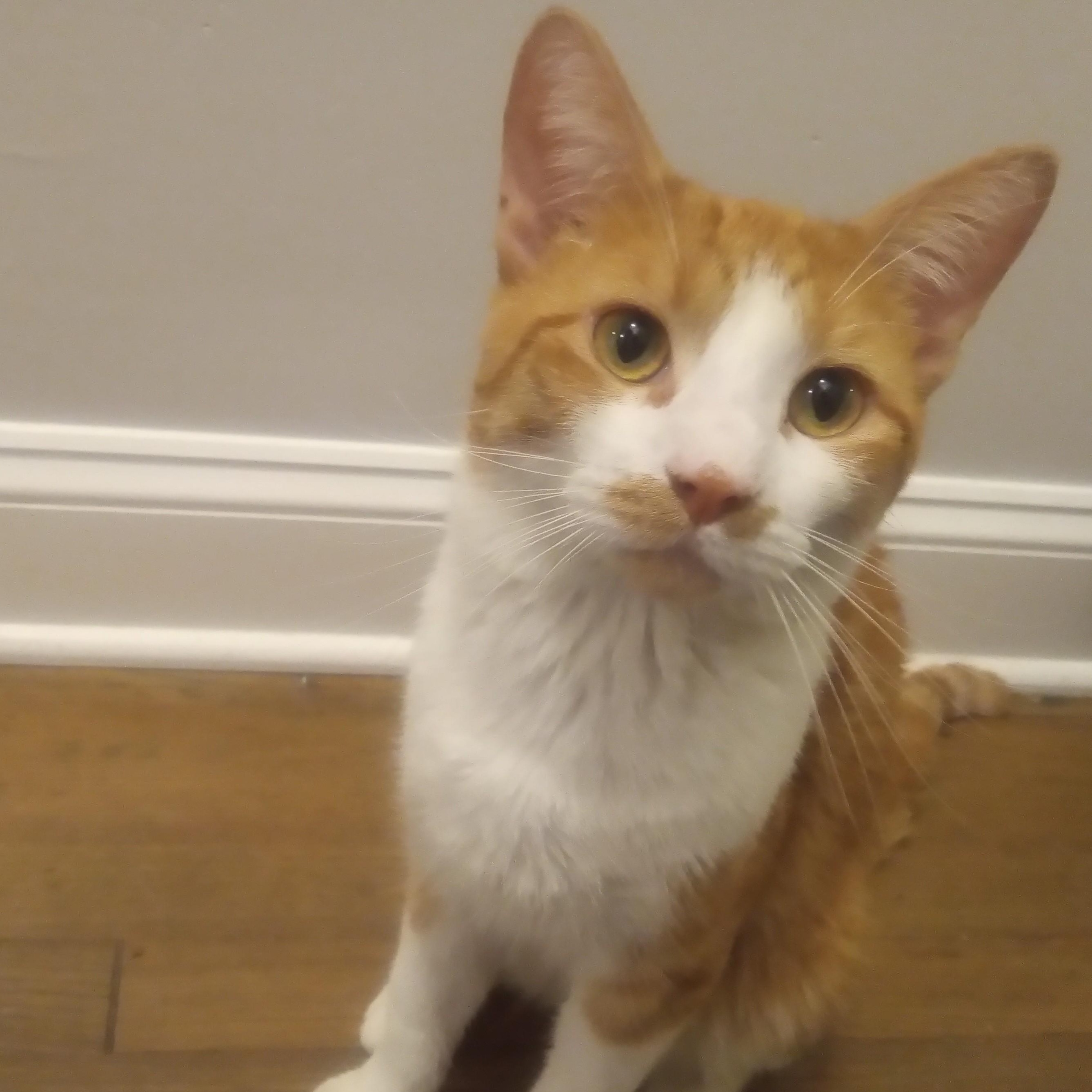 Jim Bob, Adoptable, Young Male Domestic Short Hair.