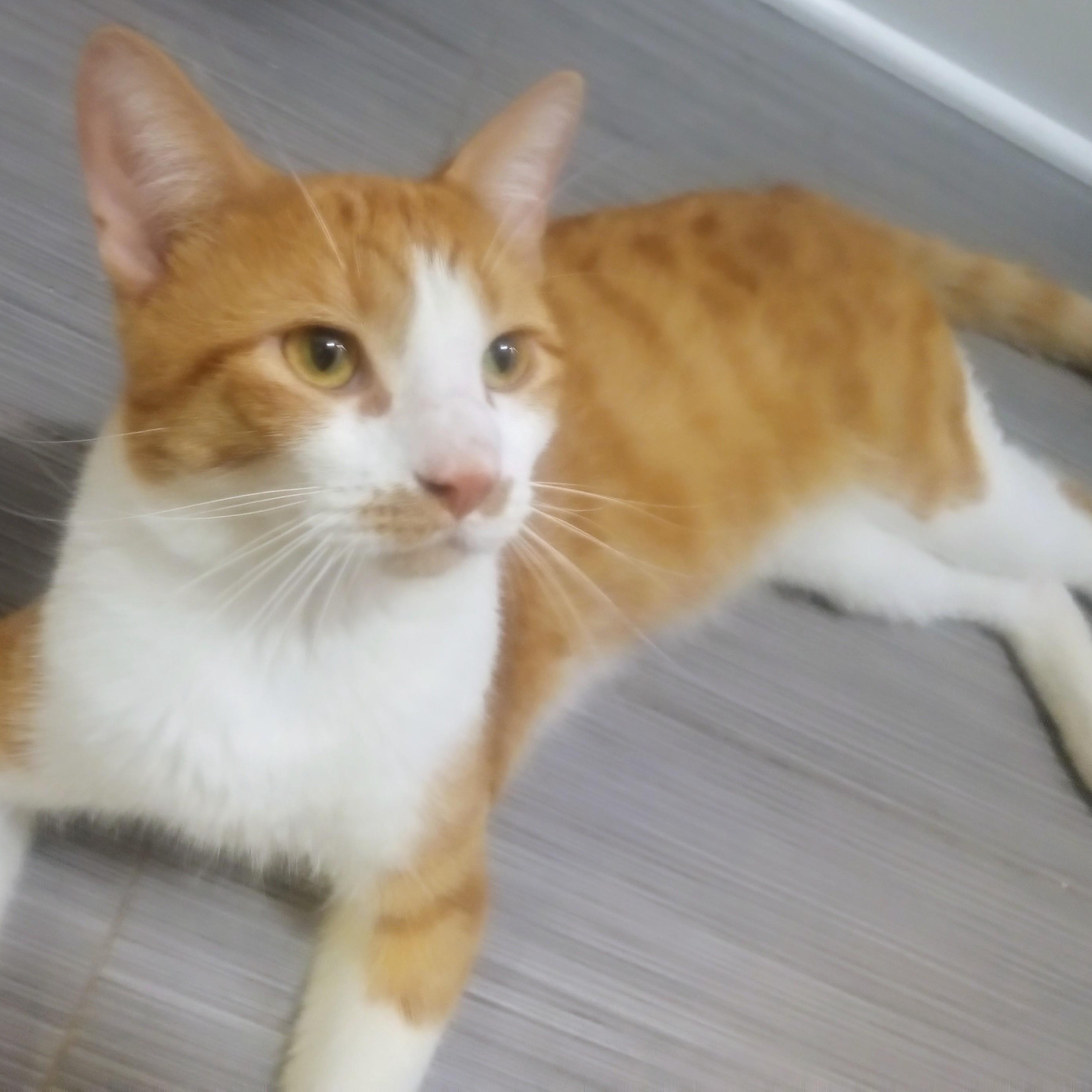 Enlarge Jim Bob, a Adoptable mixed breed in Chicago, IL image 2/2