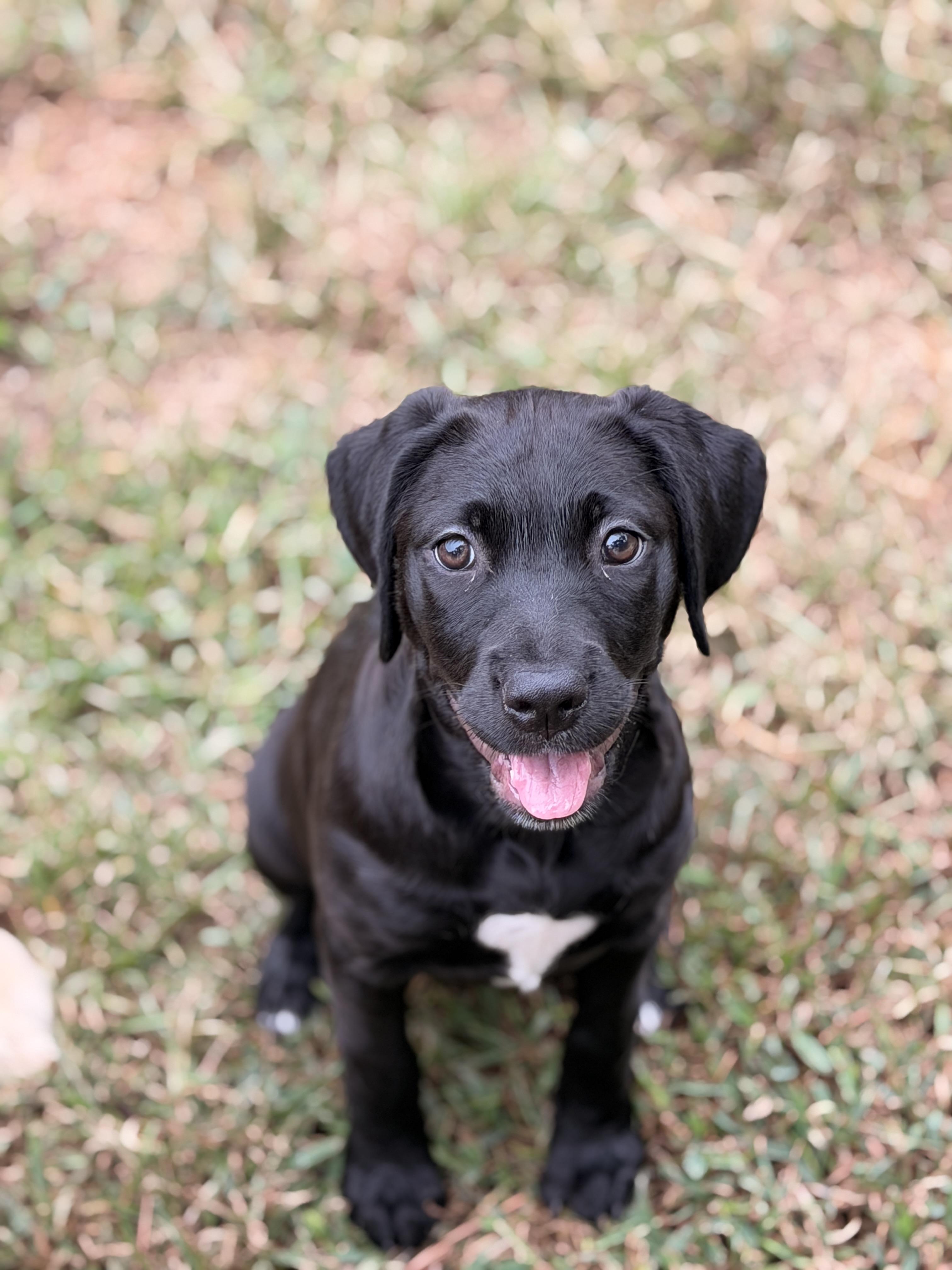 Enlarge JARVIS - adoption application www.usdogcoalition.org/adoptions, a Adopted mixed breed in Fuquay Varina, NC image 3/6