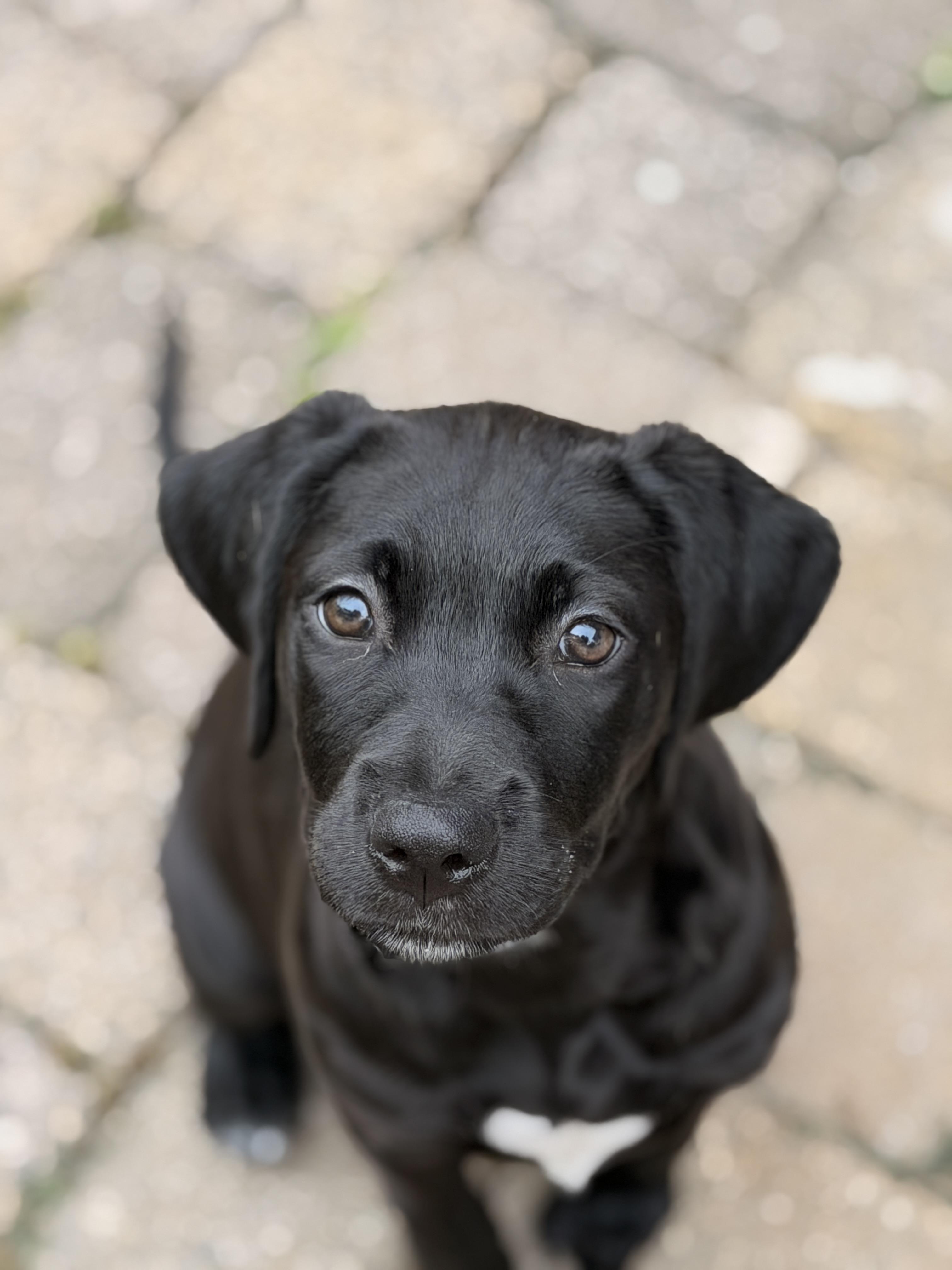 JARVIS - adoption application www.usdogcoalition.org/adoptions, Adopted, Puppy Female Labrador Retriever.
