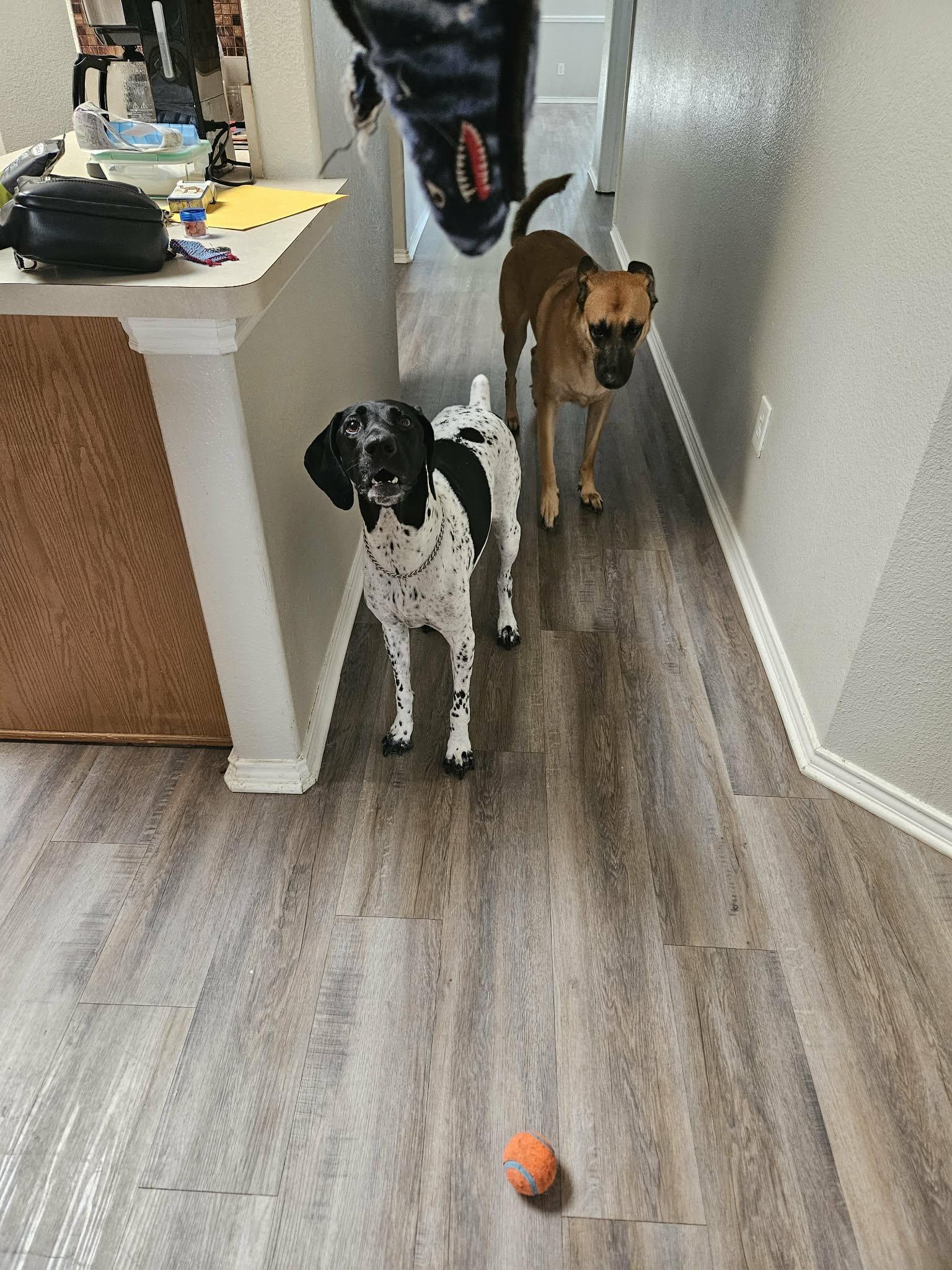 Enlarge Xena and Rocco, a Adoptable mixed breed in Dallas, TX image 1/3