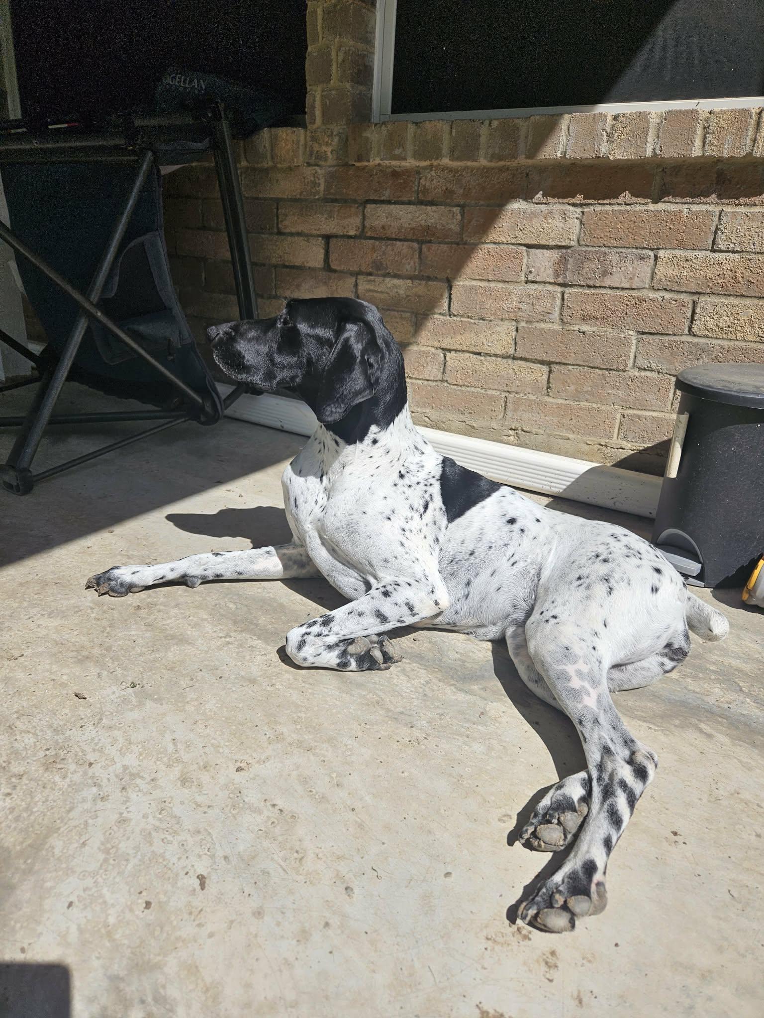 Enlarge Xena and Rocco, a Adoptable mixed breed in Dallas, TX image 2/3