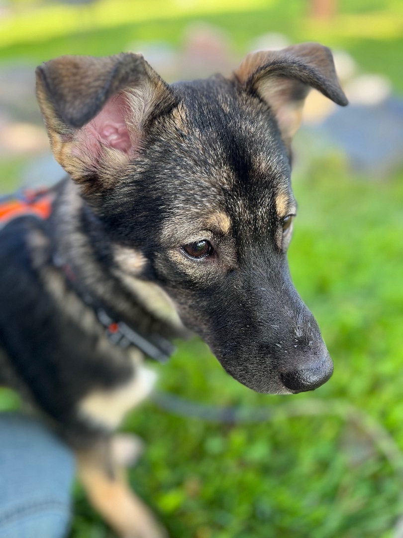 Enlarge Zelda , a Adopted mixed breed in Emmett , MI image 3/3