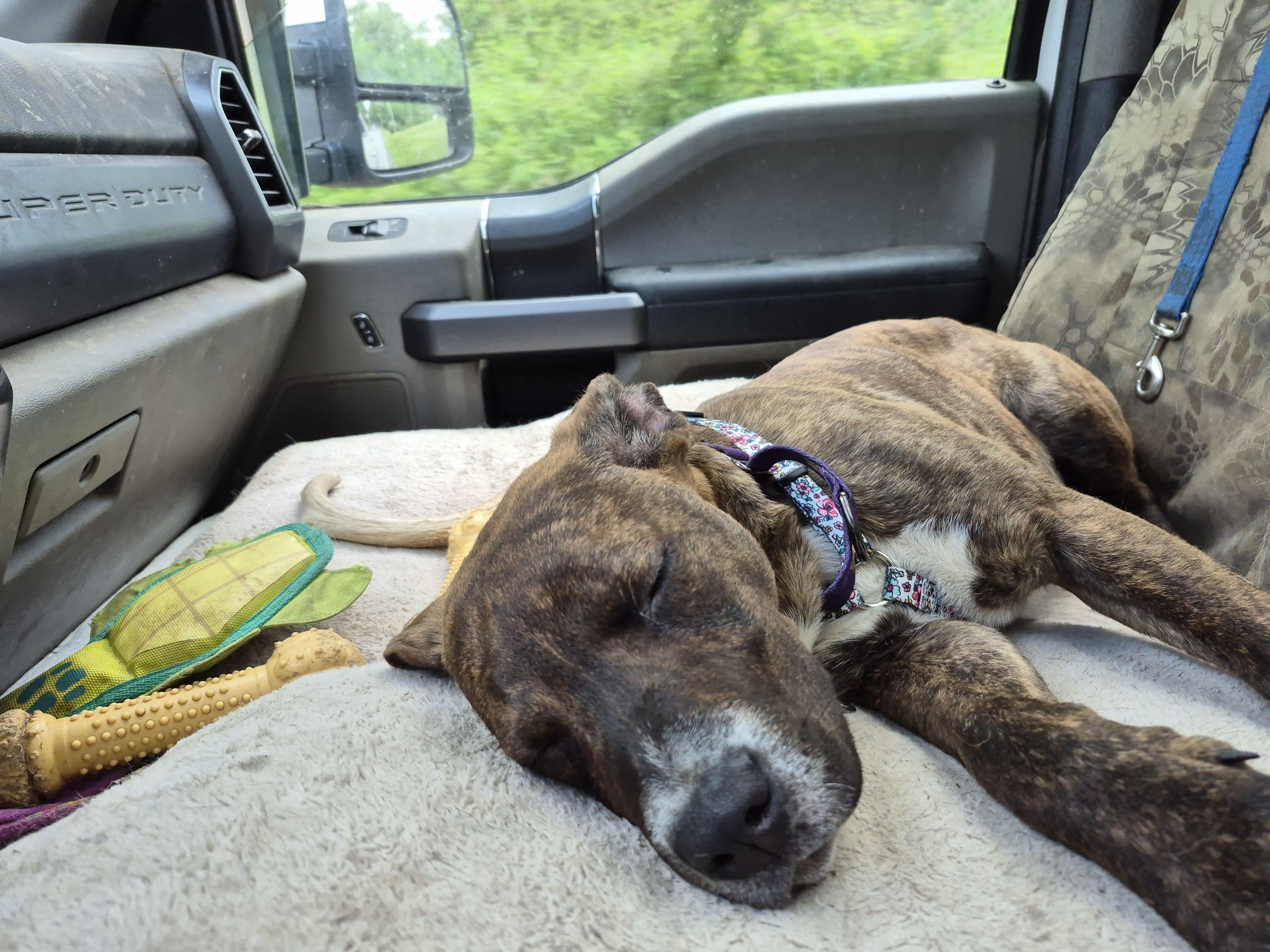 Suzy Mudpuddle, a ADOPTABLE mixed breed in Plum, PA image 3/4