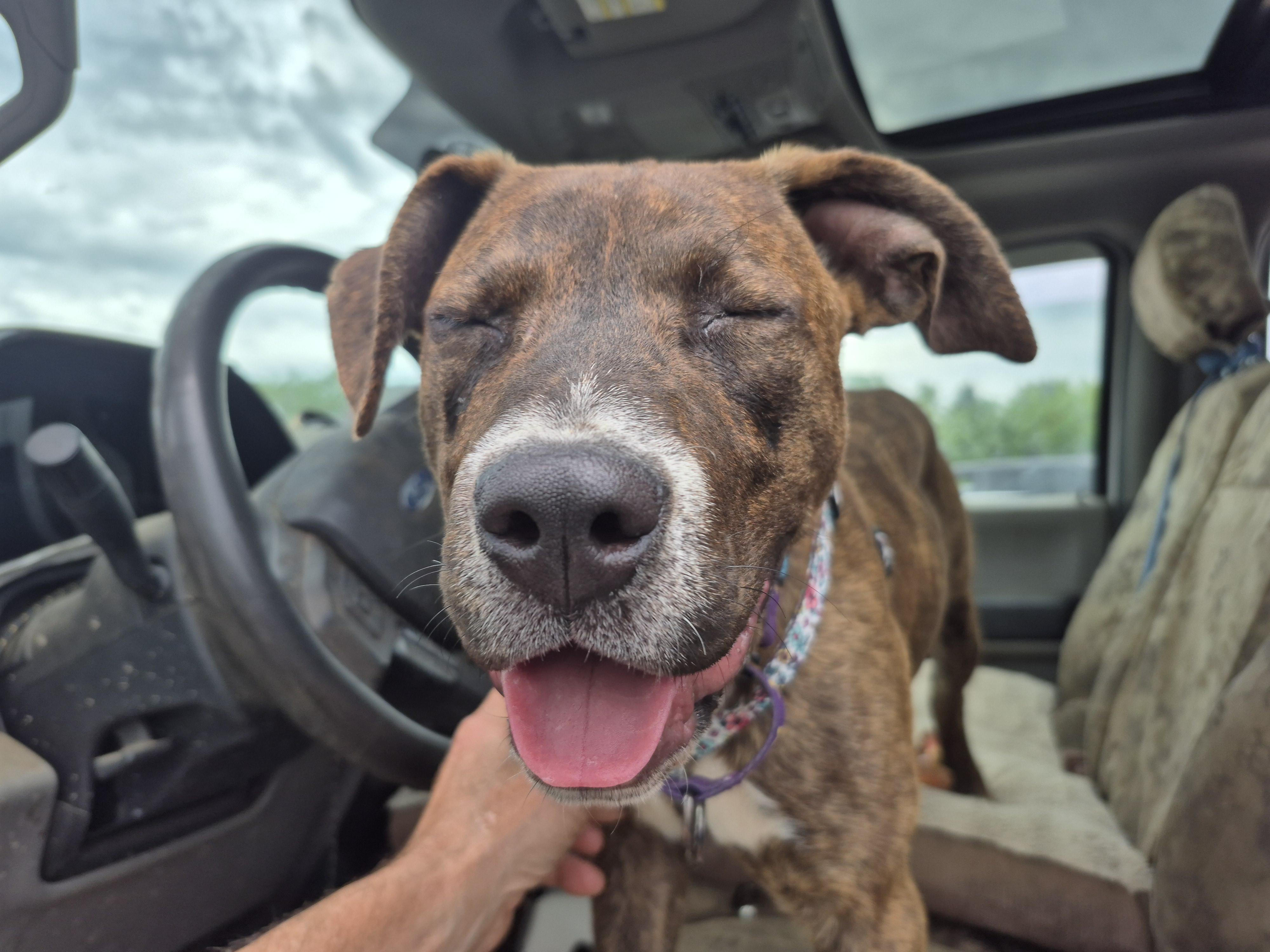 Suzy Mudpuddle, a ADOPTABLE mixed breed in Plum, PA image 2/4