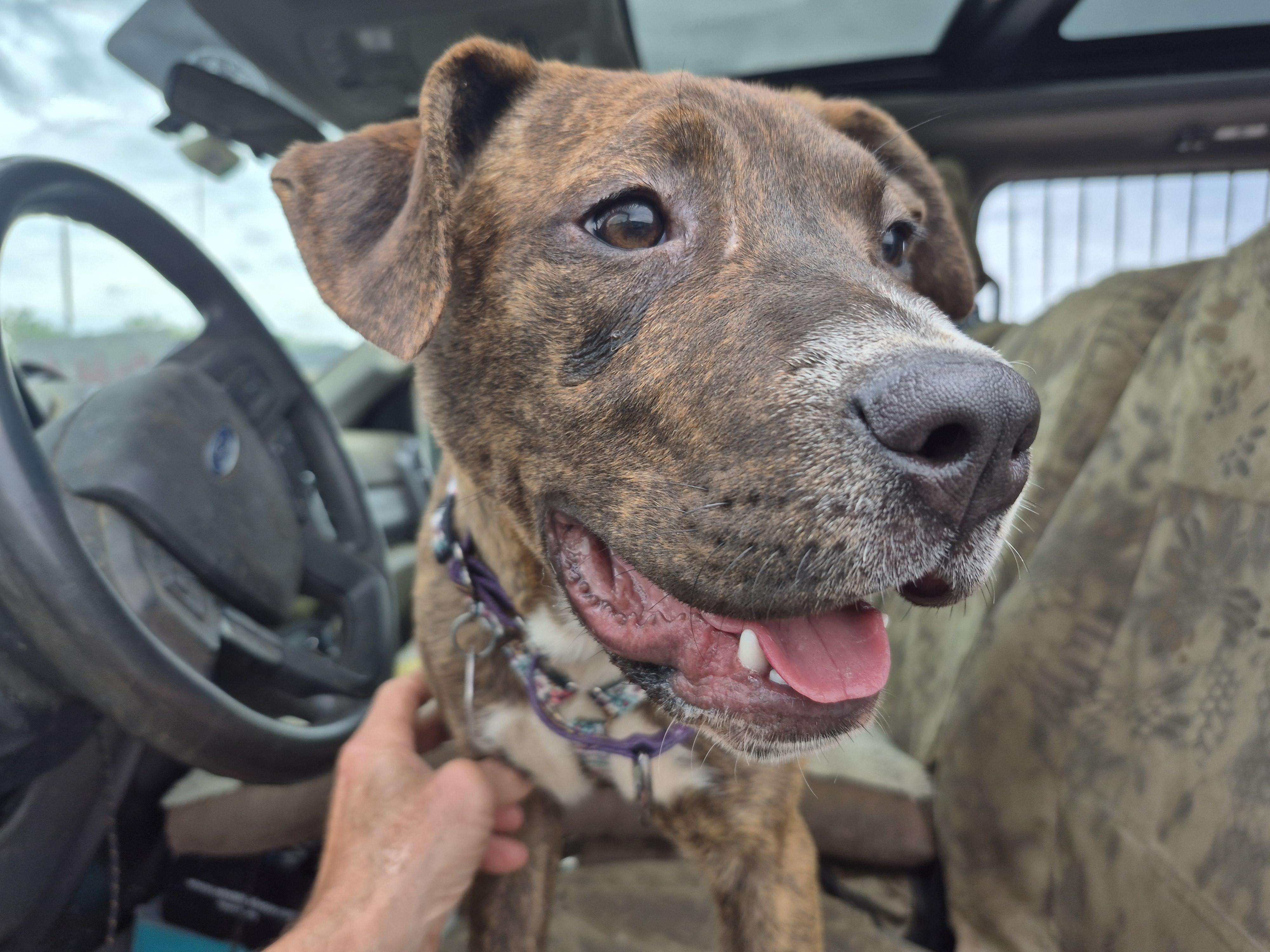 Suzy Mudpuddle, a ADOPTABLE mixed breed in Plum, PA image 1/4