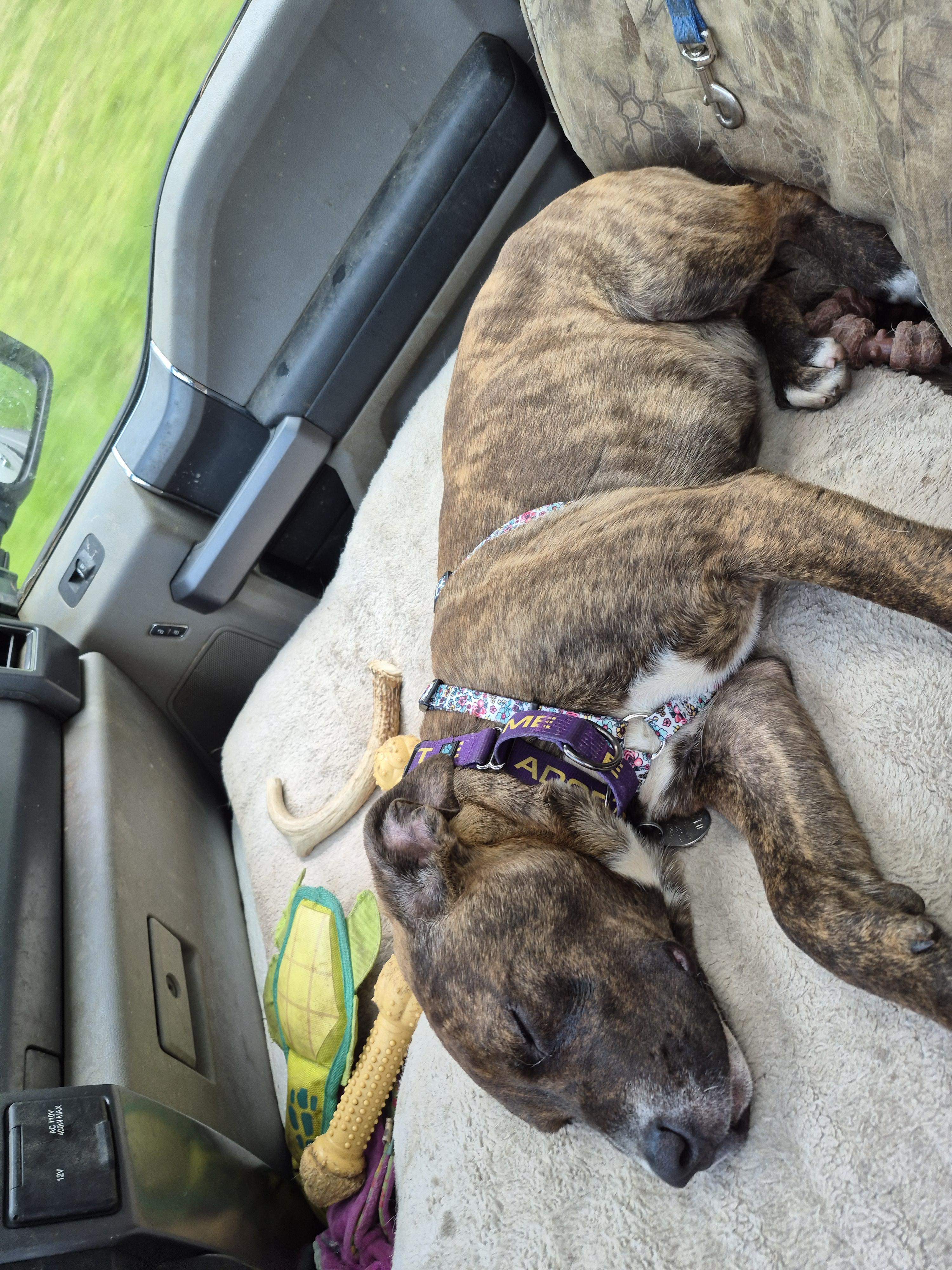 Suzy Mudpuddle, a ADOPTABLE mixed breed in Plum, PA image 4/4