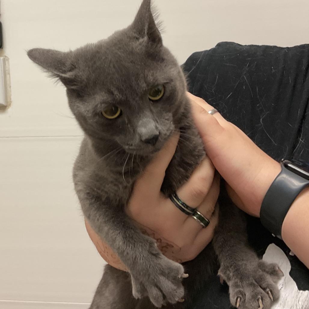 Enlarge Smokey, a Adoptable Domestic Short Hair in Monroe, LA image 1/1