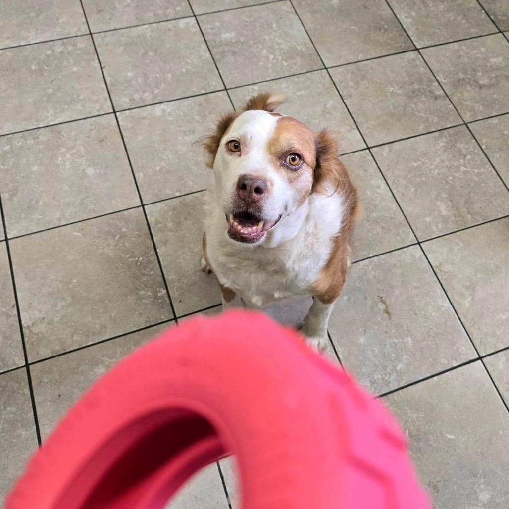 Lucky, a Adoptable mixed breed in Homewood, IL image 1/2