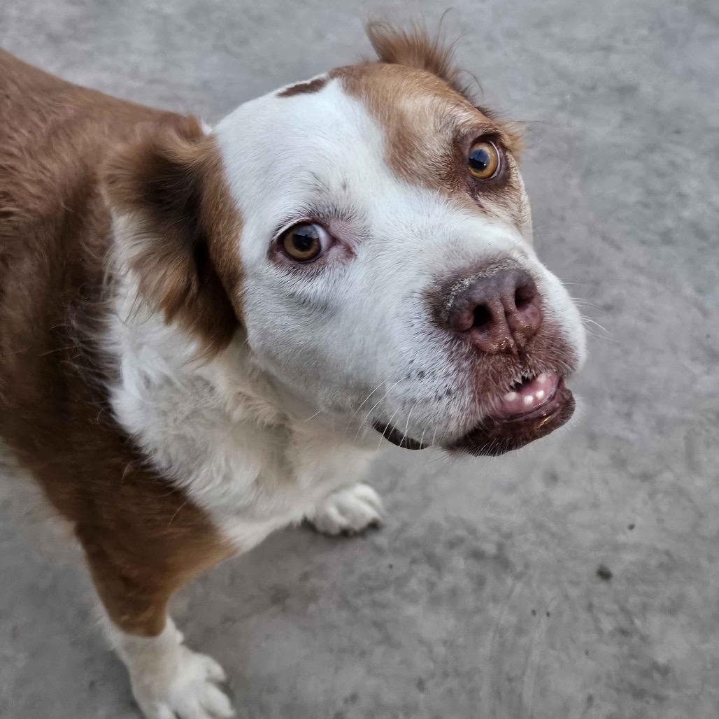 Lucky, a Adoptable mixed breed in Homewood, IL image 2/2