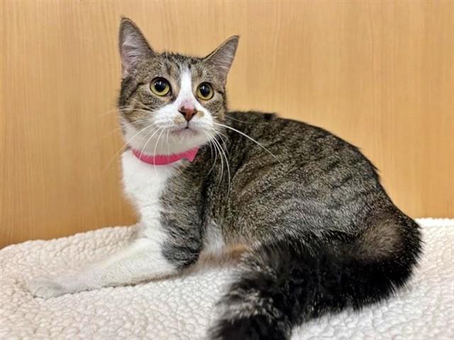 XENA, Adoptable, Adult Female Domestic Short Hair.