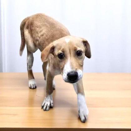 Bruce, Adoptable, Young Male Mixed Breed.