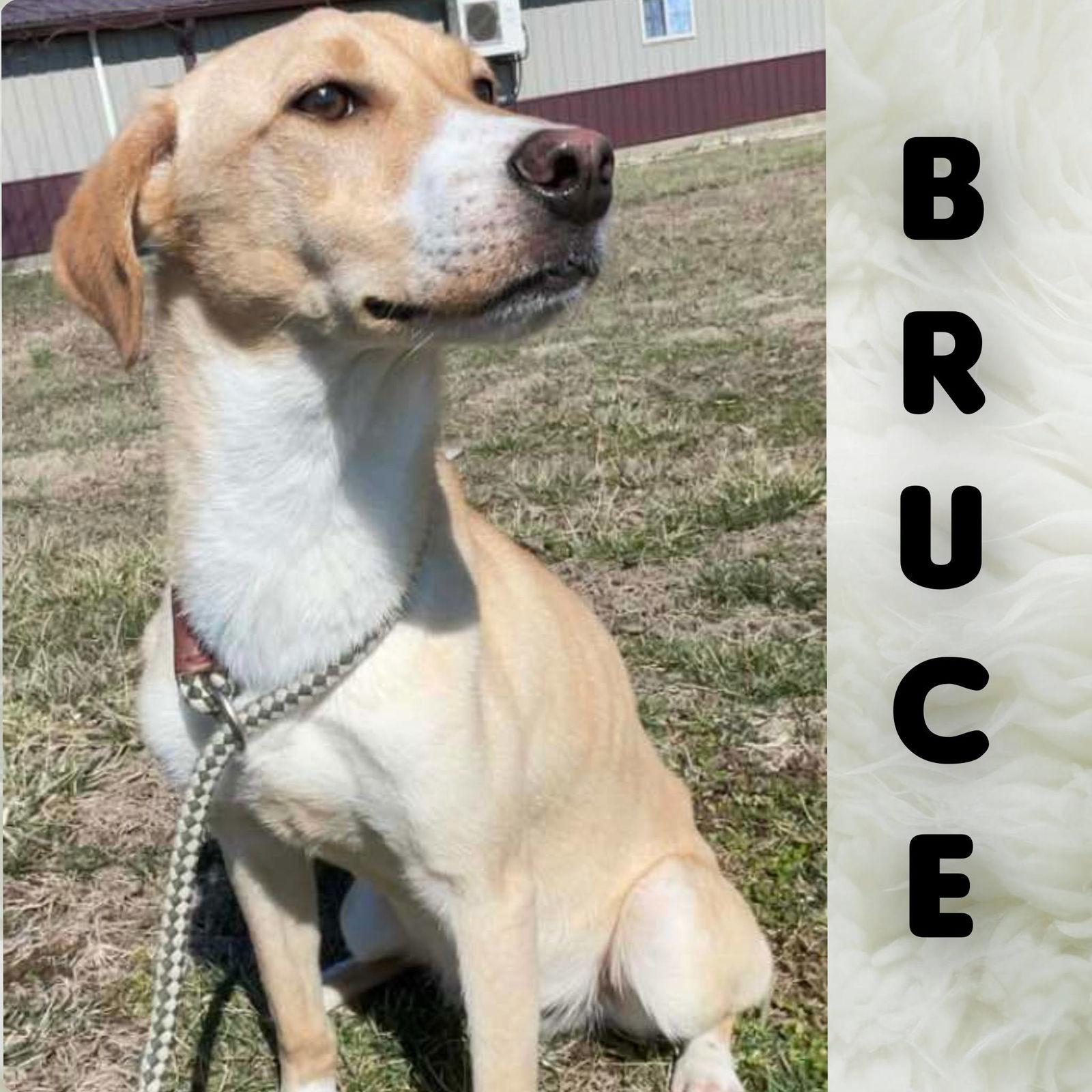 Enlarge Bruce, a Adoptable Mixed Breed in Sullivan, IN image 2/3