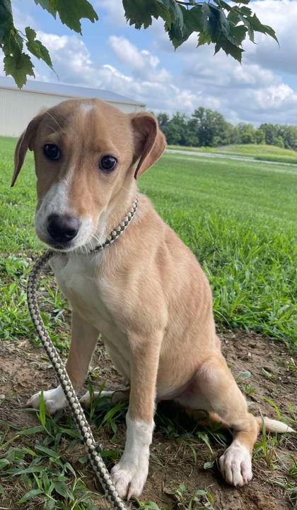 Bruce, a Adoptable Mixed Breed in Sullivan, IN image 2/2
