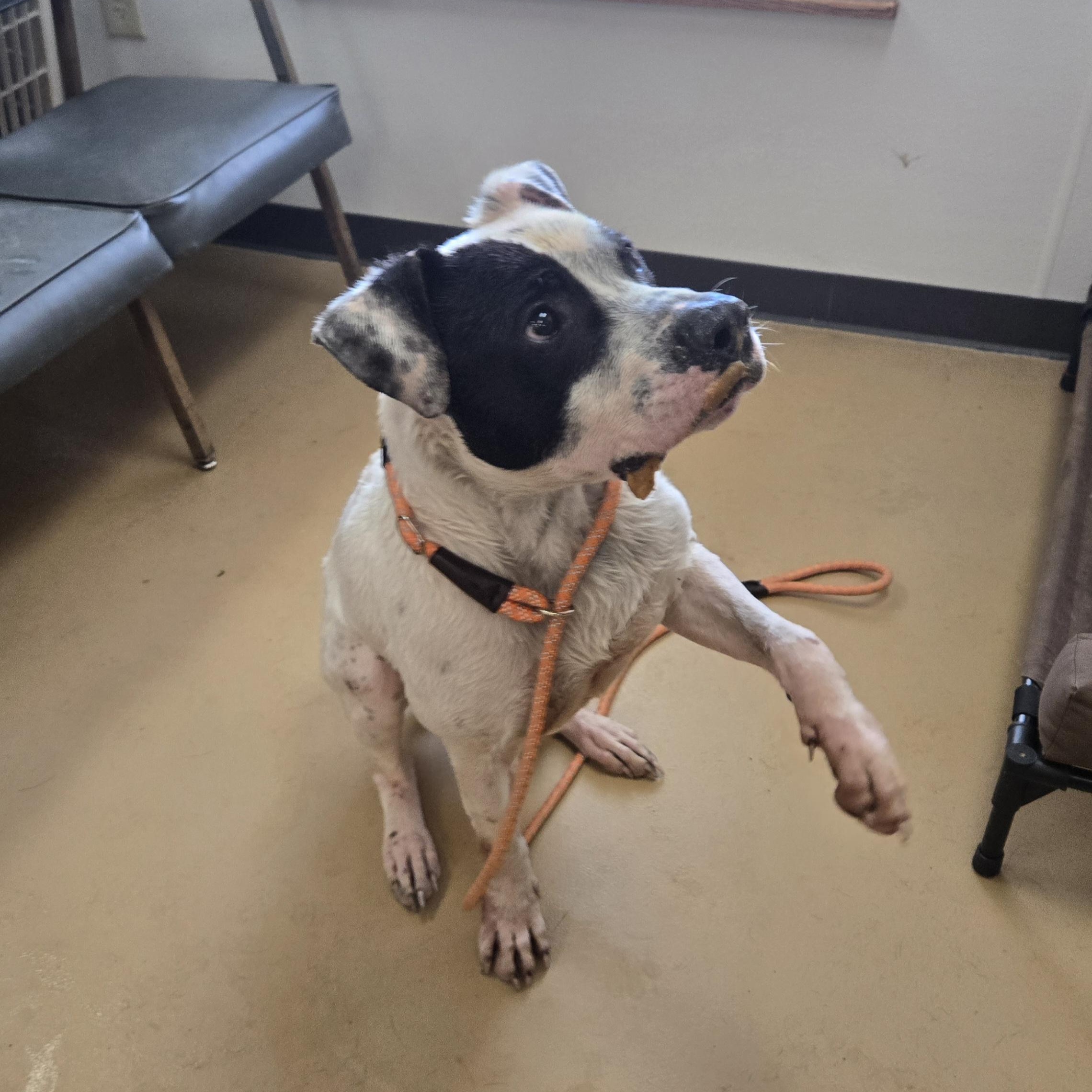Enlarge Po , a ADOPTABLE American Bulldog in Xenia , OH image 3/6