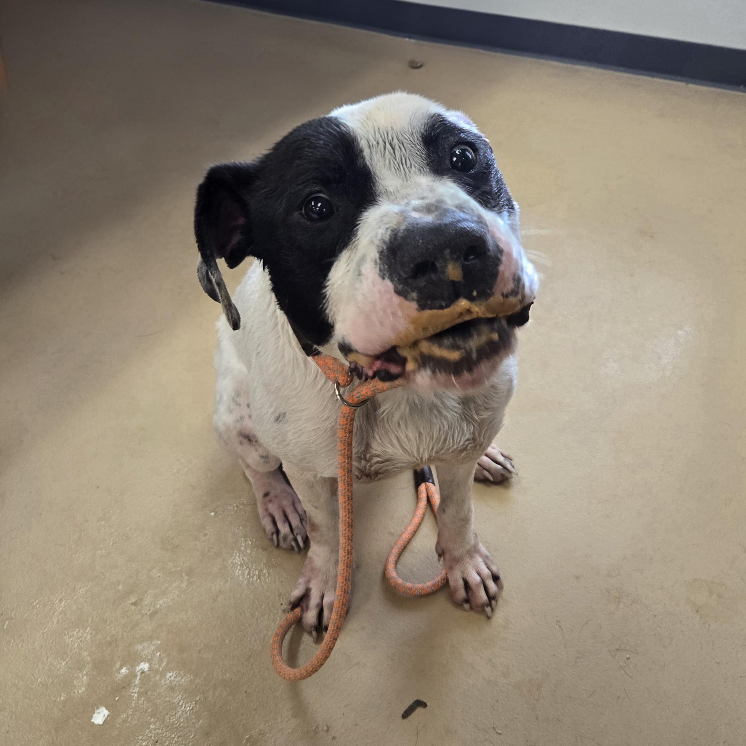 Enlarge Po , a ADOPTABLE American Bulldog in Xenia , OH image 1/6