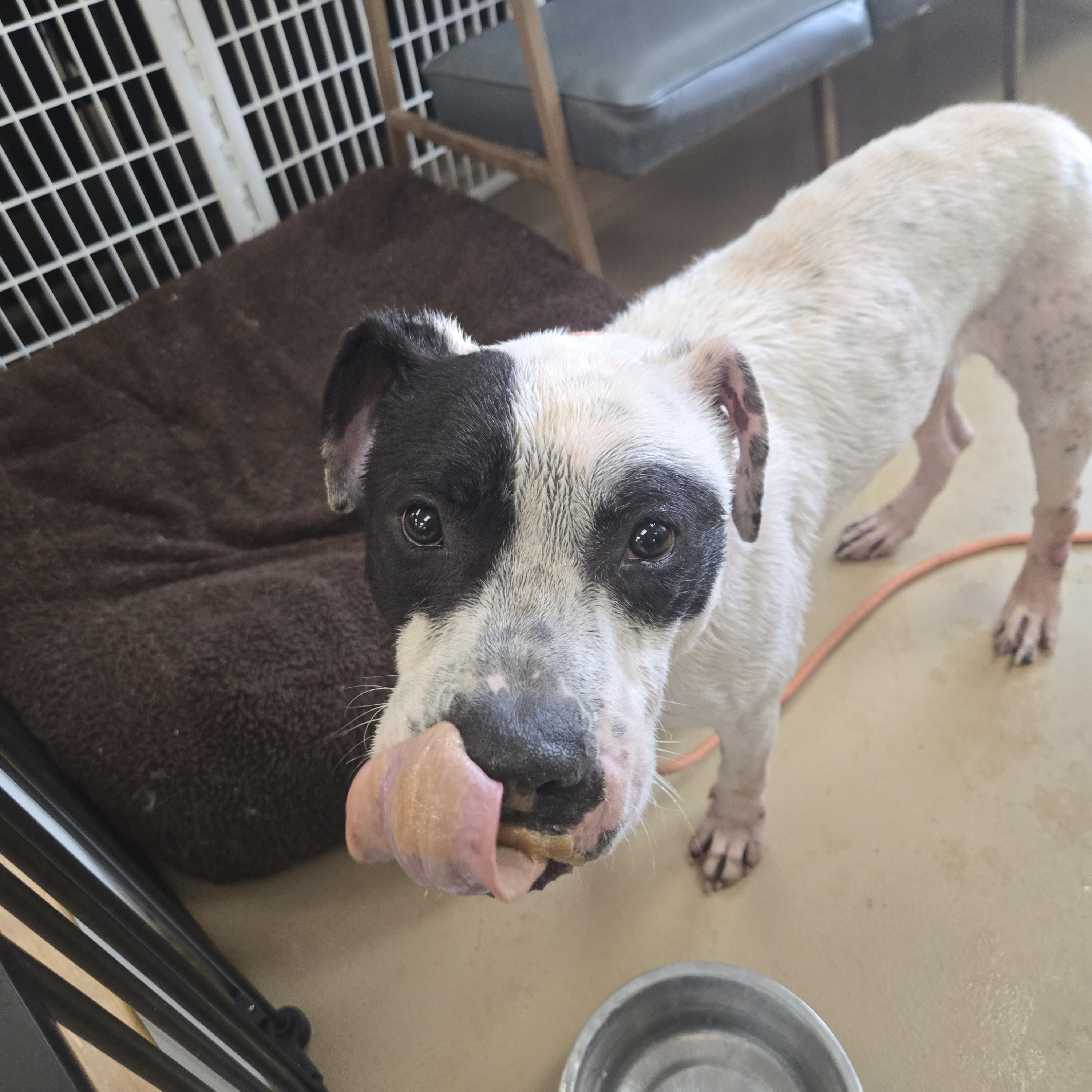 Enlarge Po , a ADOPTABLE American Bulldog in Xenia , OH image 2/6