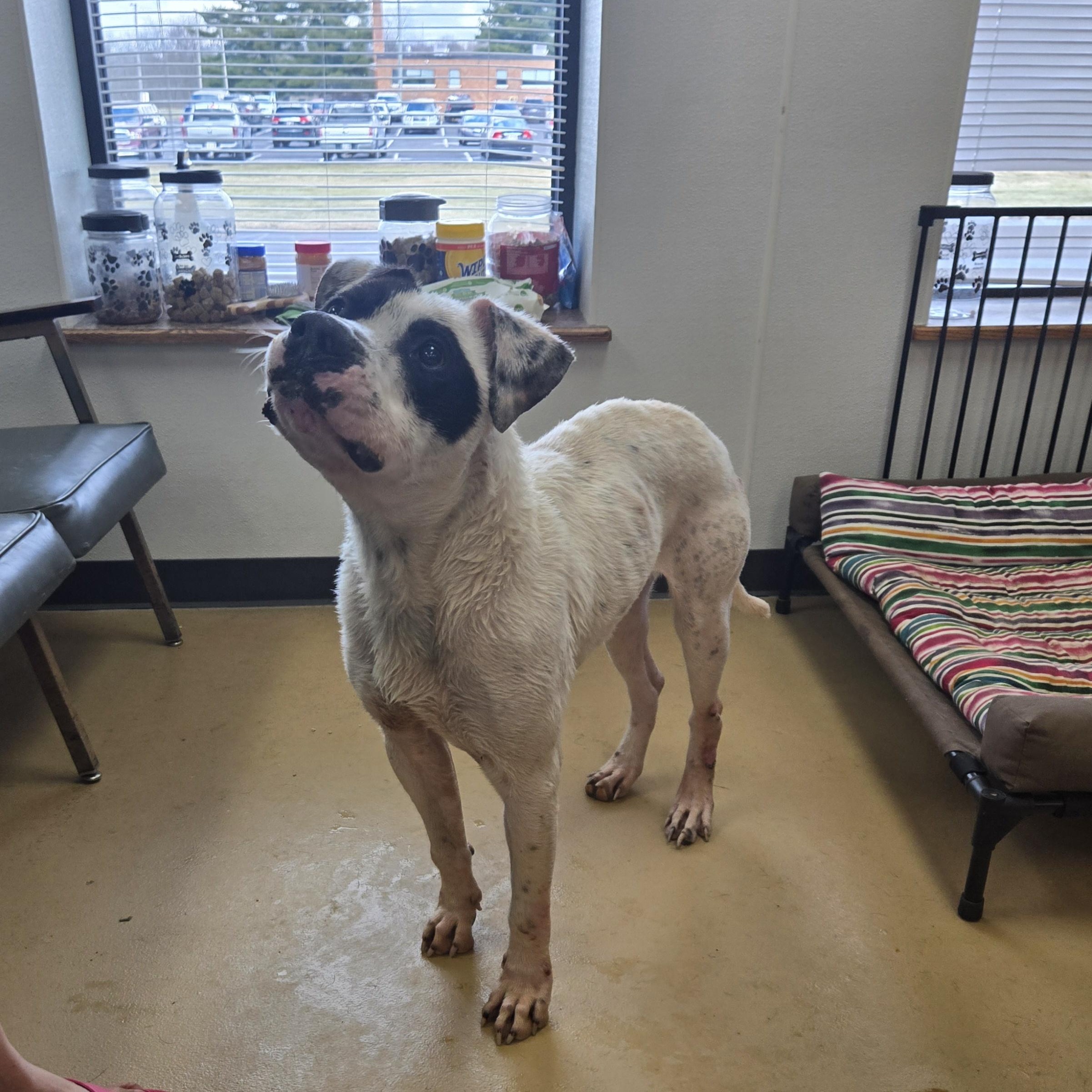 Enlarge Po , a ADOPTABLE American Bulldog in Xenia , OH image 5/6
