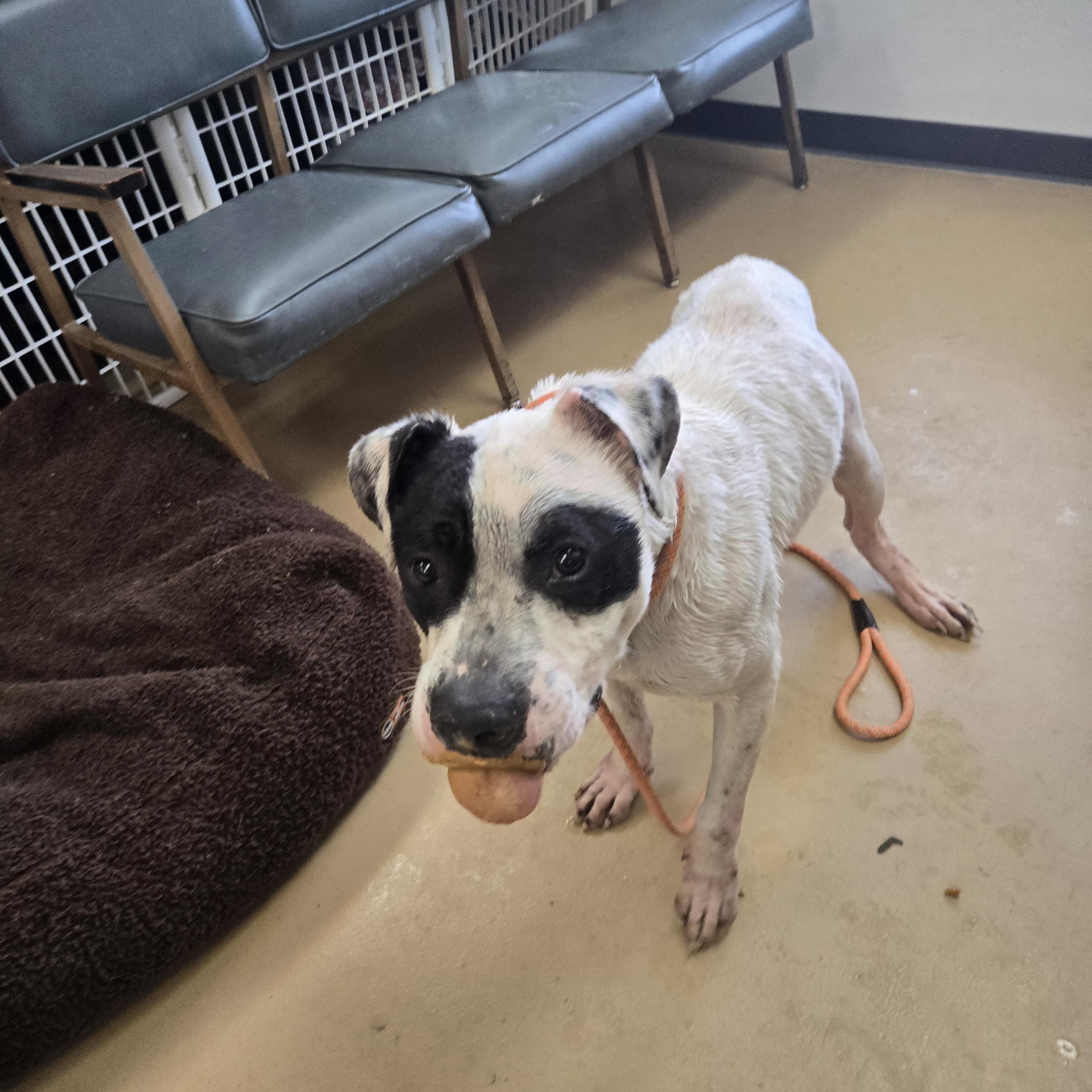 Enlarge Po , a ADOPTABLE American Bulldog in Xenia , OH image 6/6