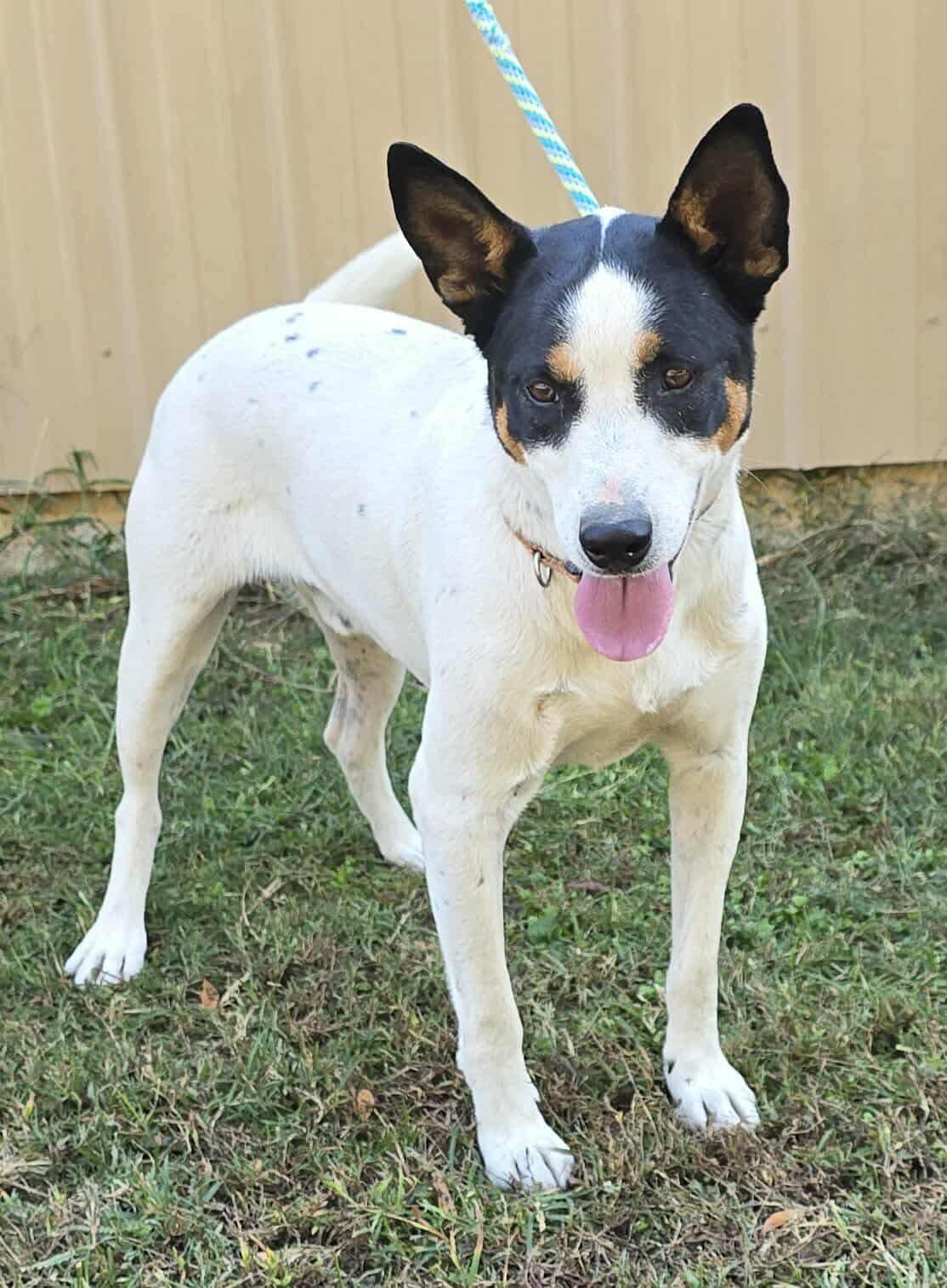 Spade *foster needed*