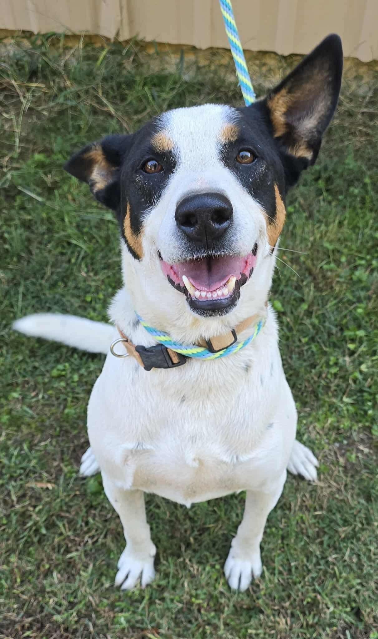 Spade *foster needed*