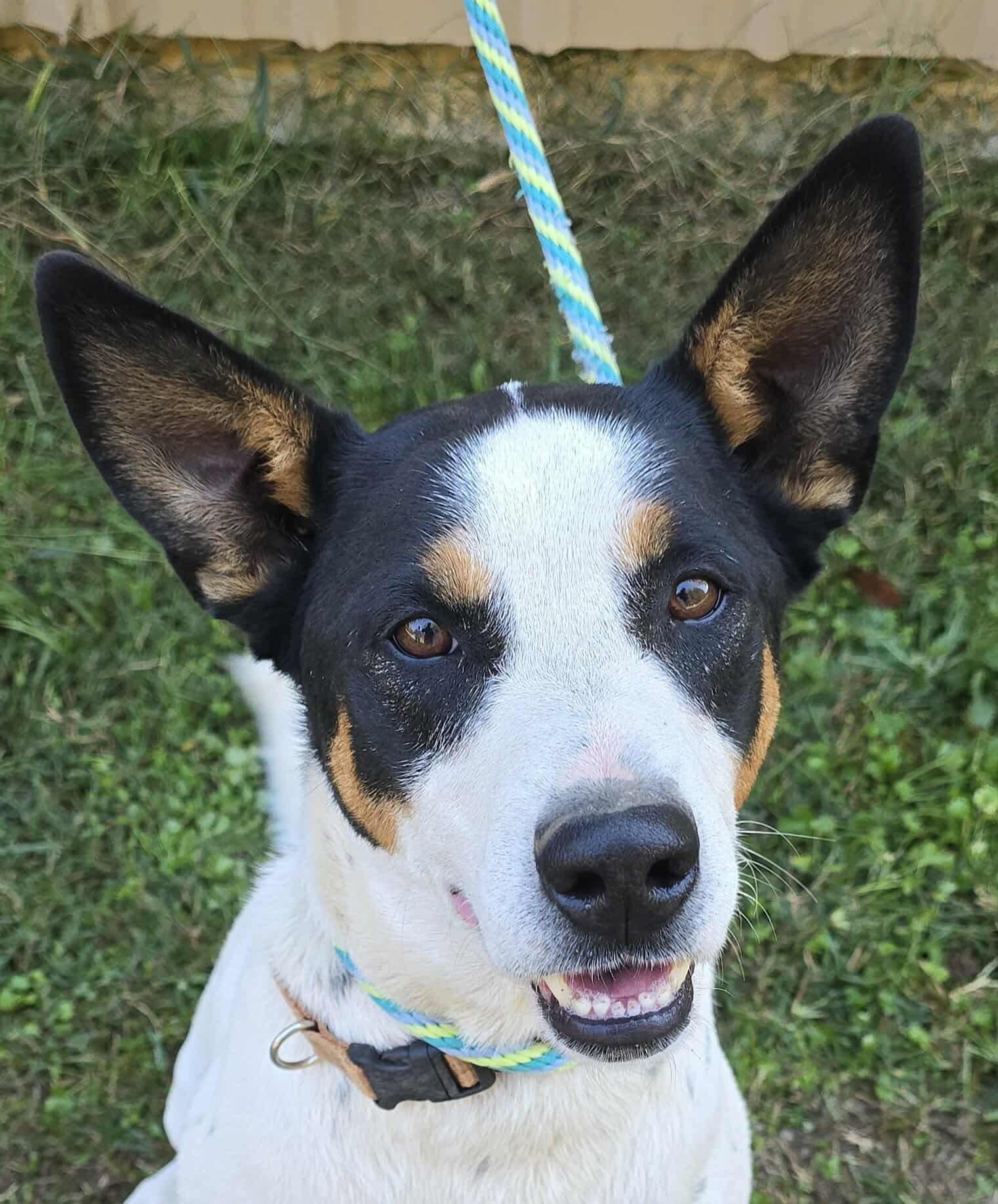 Spade *foster needed*