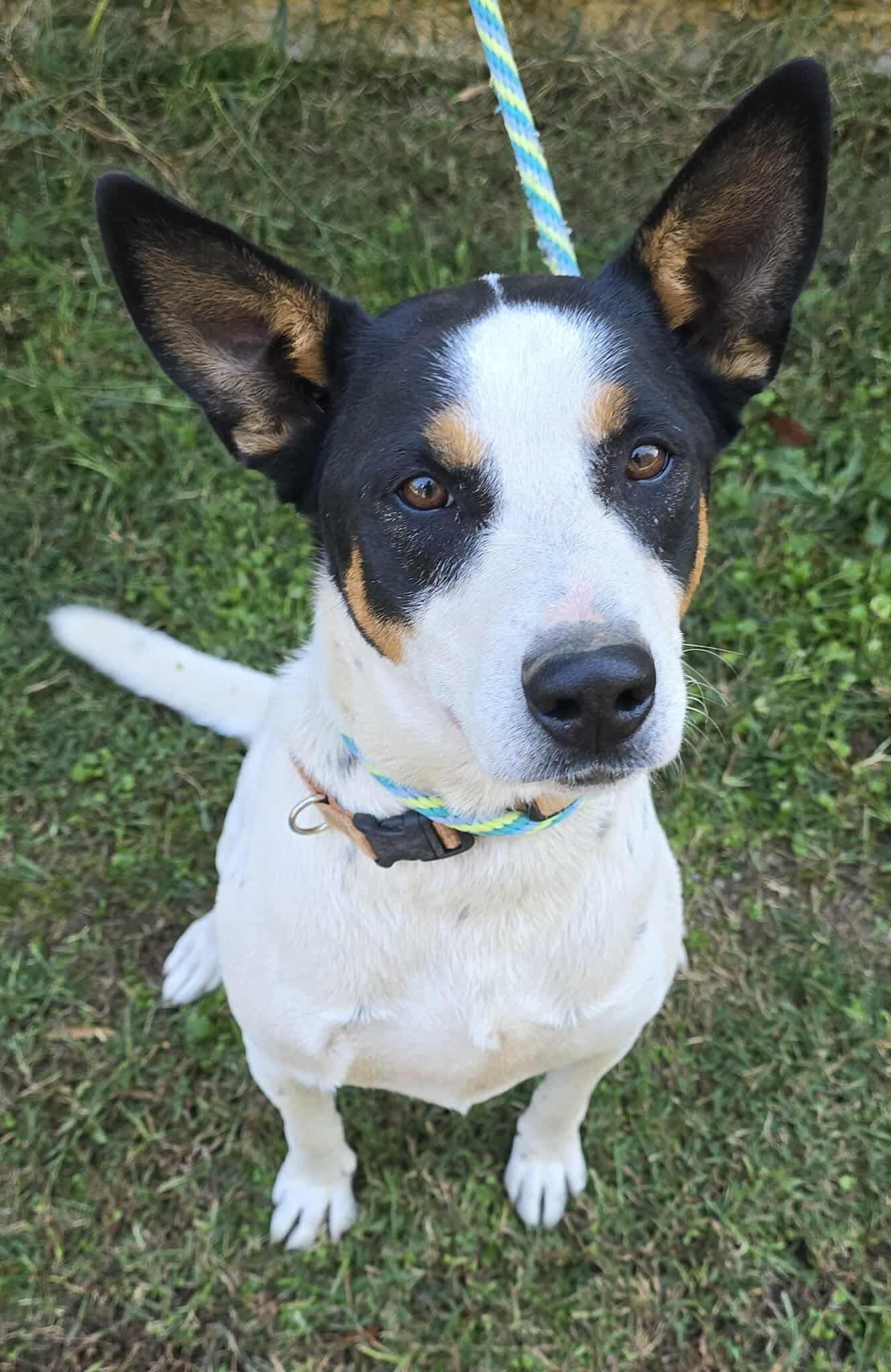 Spade *foster needed*