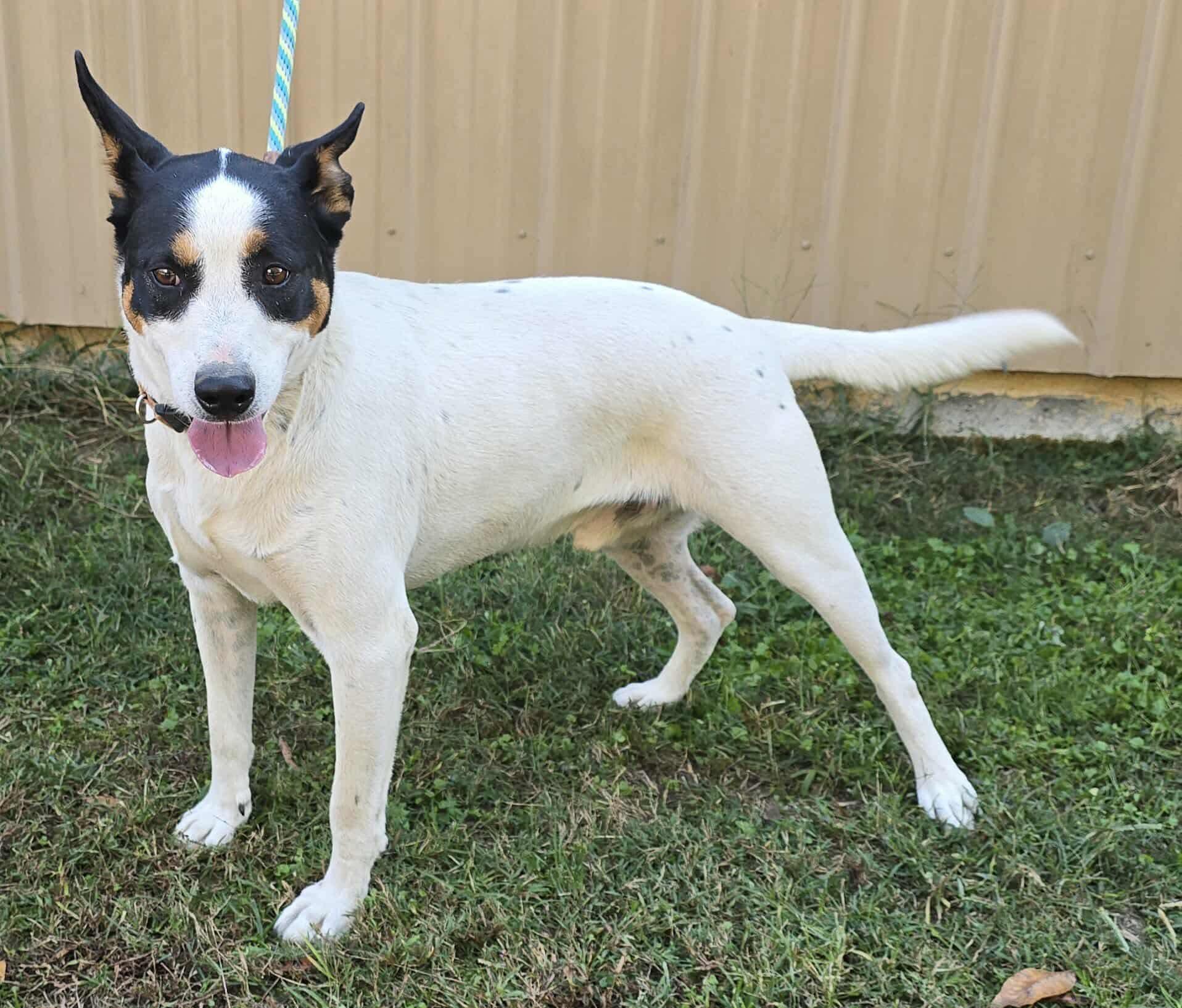 Spade *foster needed*