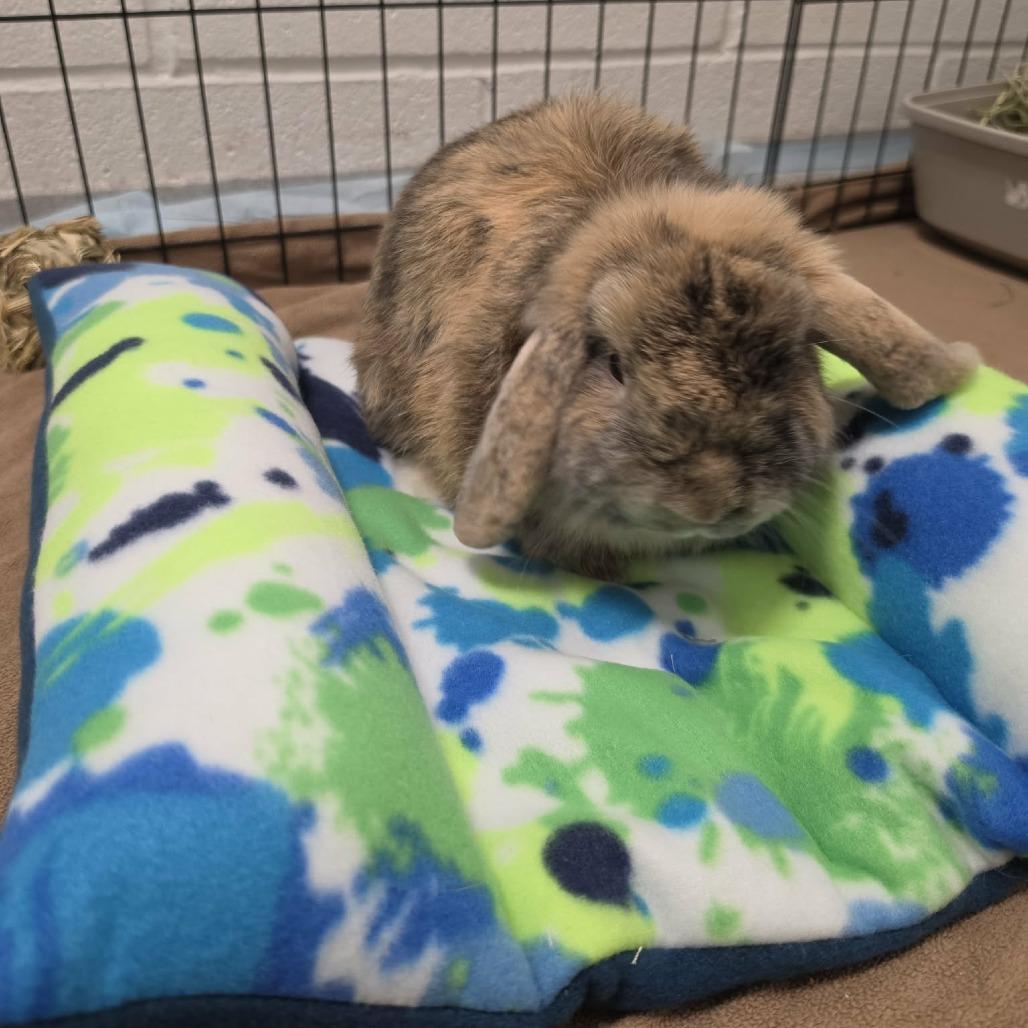Enlarge Lion, a Adoptable Holland Lop in Hampton Bays, NY image 1/2