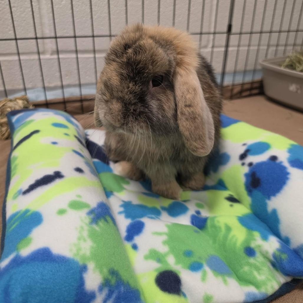 Enlarge Lion, a Adoptable Holland Lop in Hampton Bays, NY image 2/2
