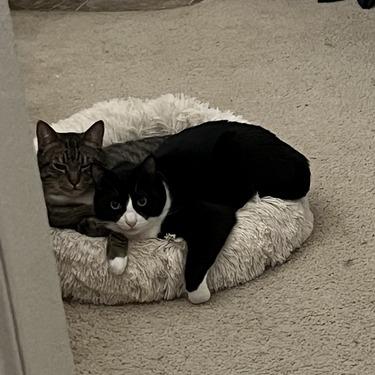Toby, a Adoptable Domestic Short Hair in Portland, OR image 1/6