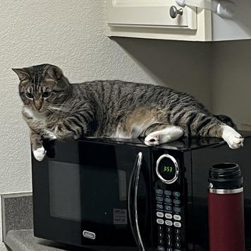 Toby, a Adoptable Domestic Short Hair in Portland, OR image 2/6