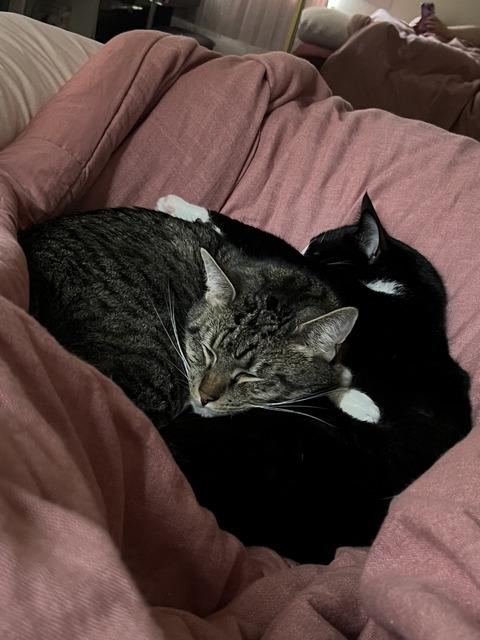 Toby, a Adoptable Domestic Short Hair in Portland, OR image 3/6