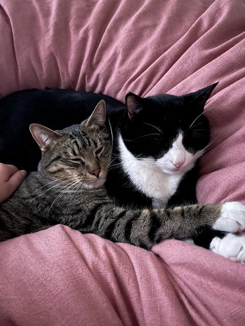 Toby, a Adoptable Domestic Short Hair in Portland, OR image 4/6