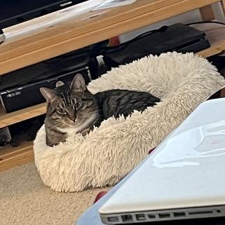 Toby, a Adoptable Domestic Short Hair in Portland, OR image 5/6