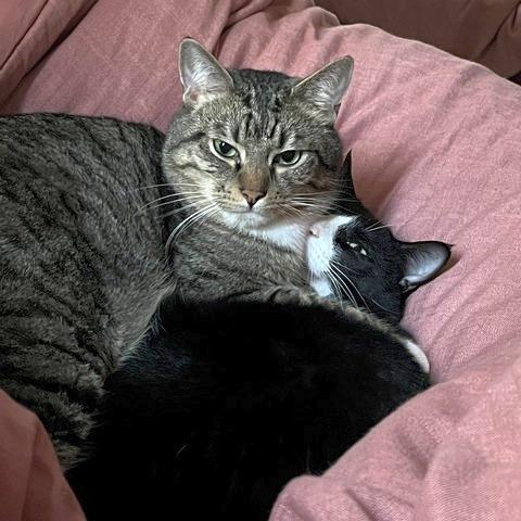 Toby, a Adoptable Domestic Short Hair in Portland, OR image 6/6