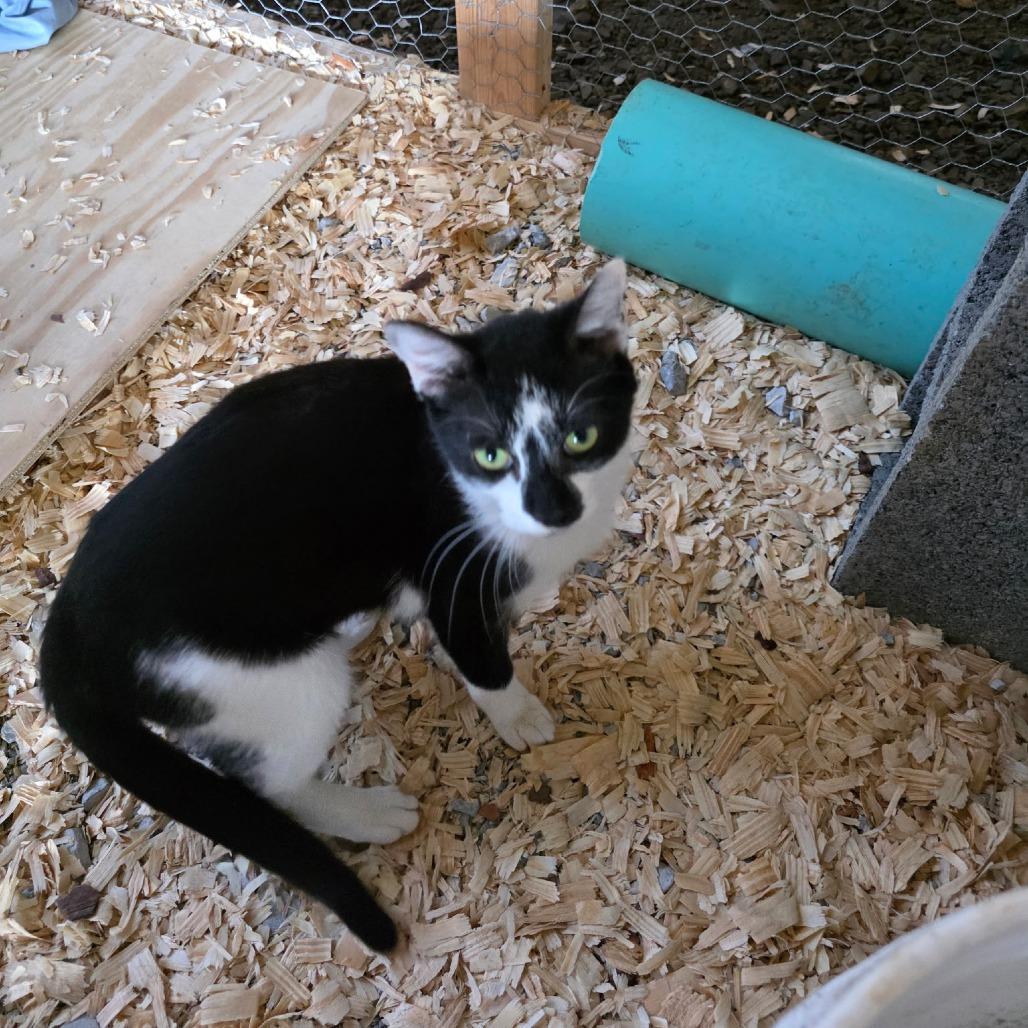 Brittany, Adoptable, Young Female Domestic Short Hair.