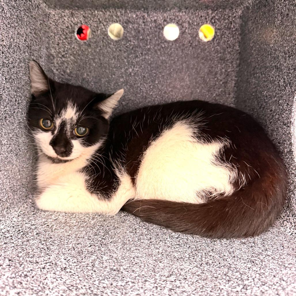 Enlarge Brittany, a Adoptable Domestic Short Hair in Evensville, TN image 1/2