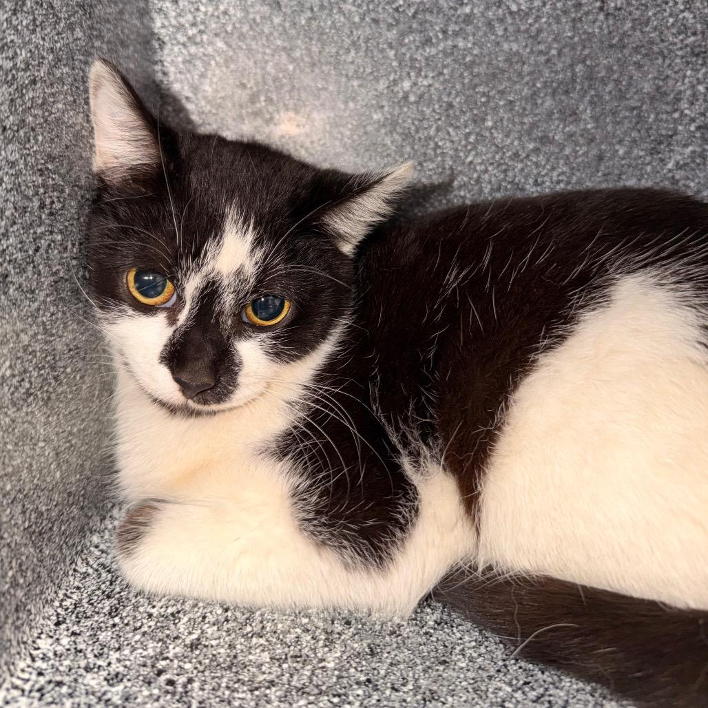 Enlarge Brittany, a Adoptable Domestic Short Hair in Evensville, TN image 2/2