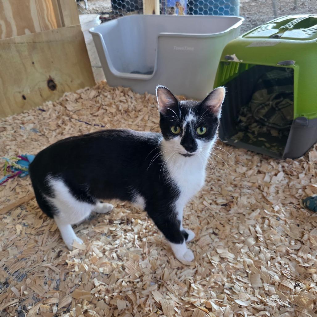 Enlarge Brittany, a Adoptable Domestic Short Hair in Evensville, TN image 4/6