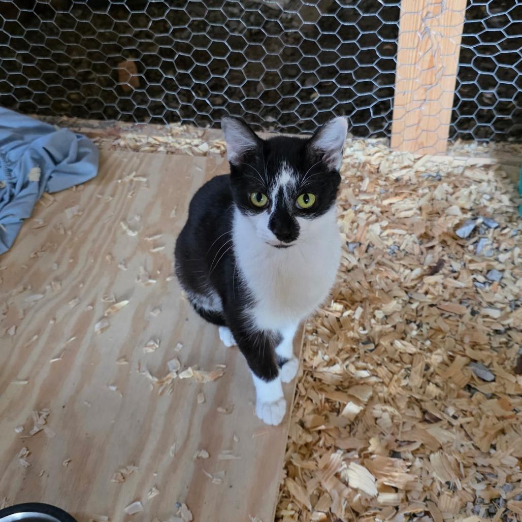 Enlarge Brittany, a Adoptable Domestic Short Hair in Evensville, TN image 5/6